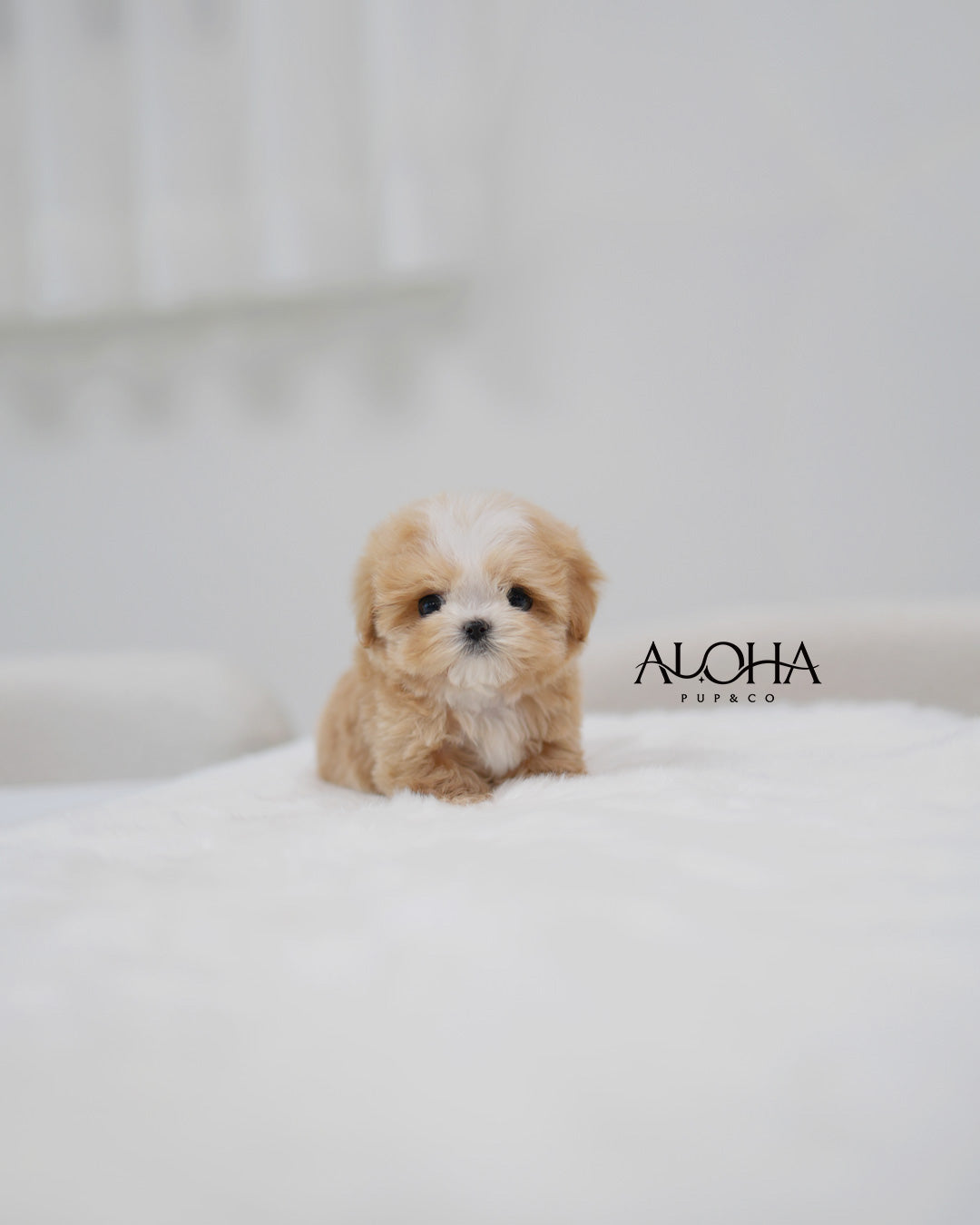 Loro [TEACUP MALTIPOO]