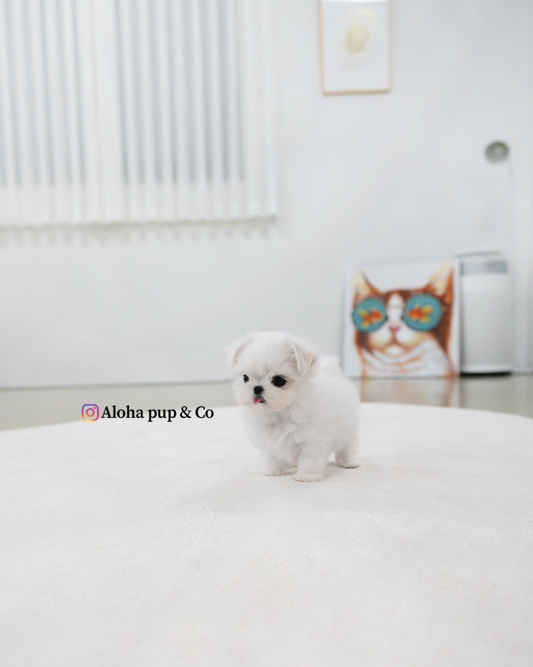 Zara [TEACUP MALTESE]