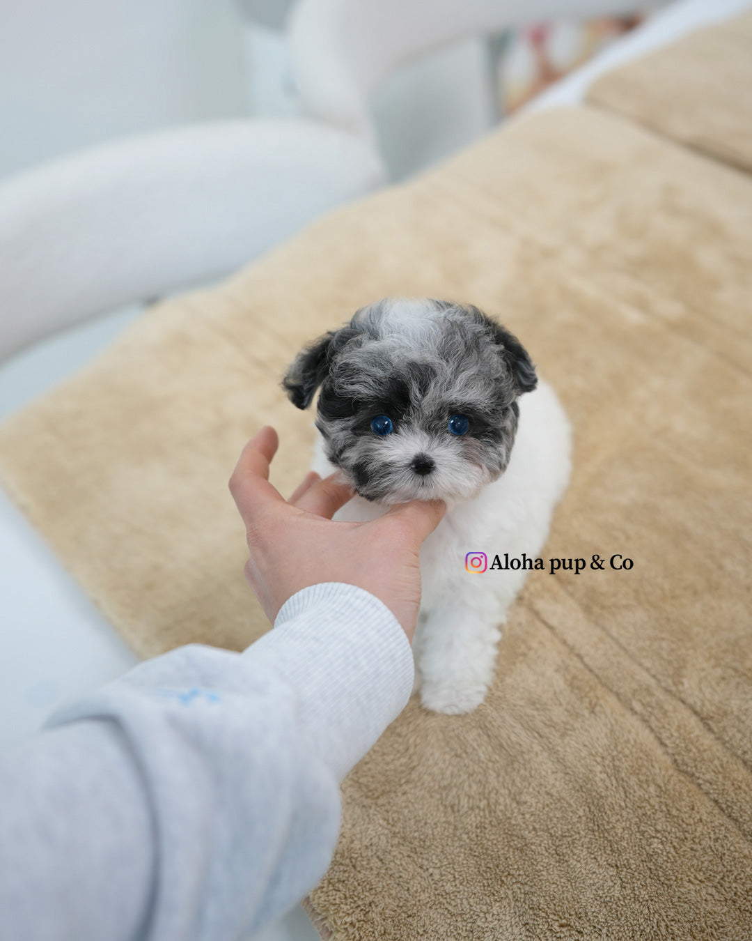 Kai [TEACUP POODLE]