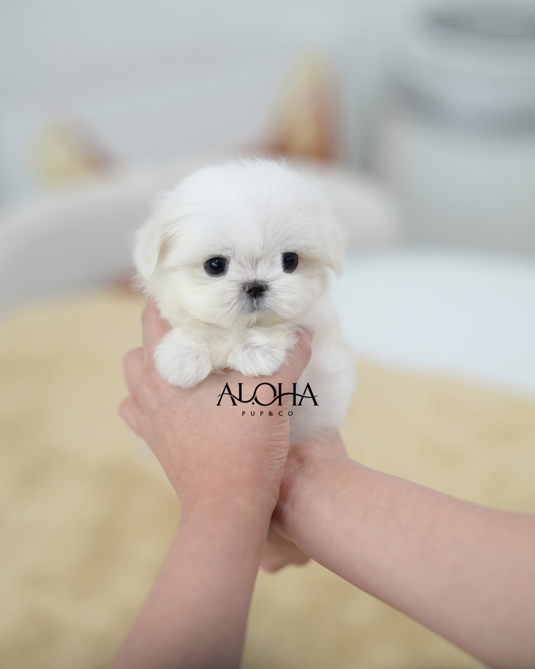 Lio [TEACUP Maltese]