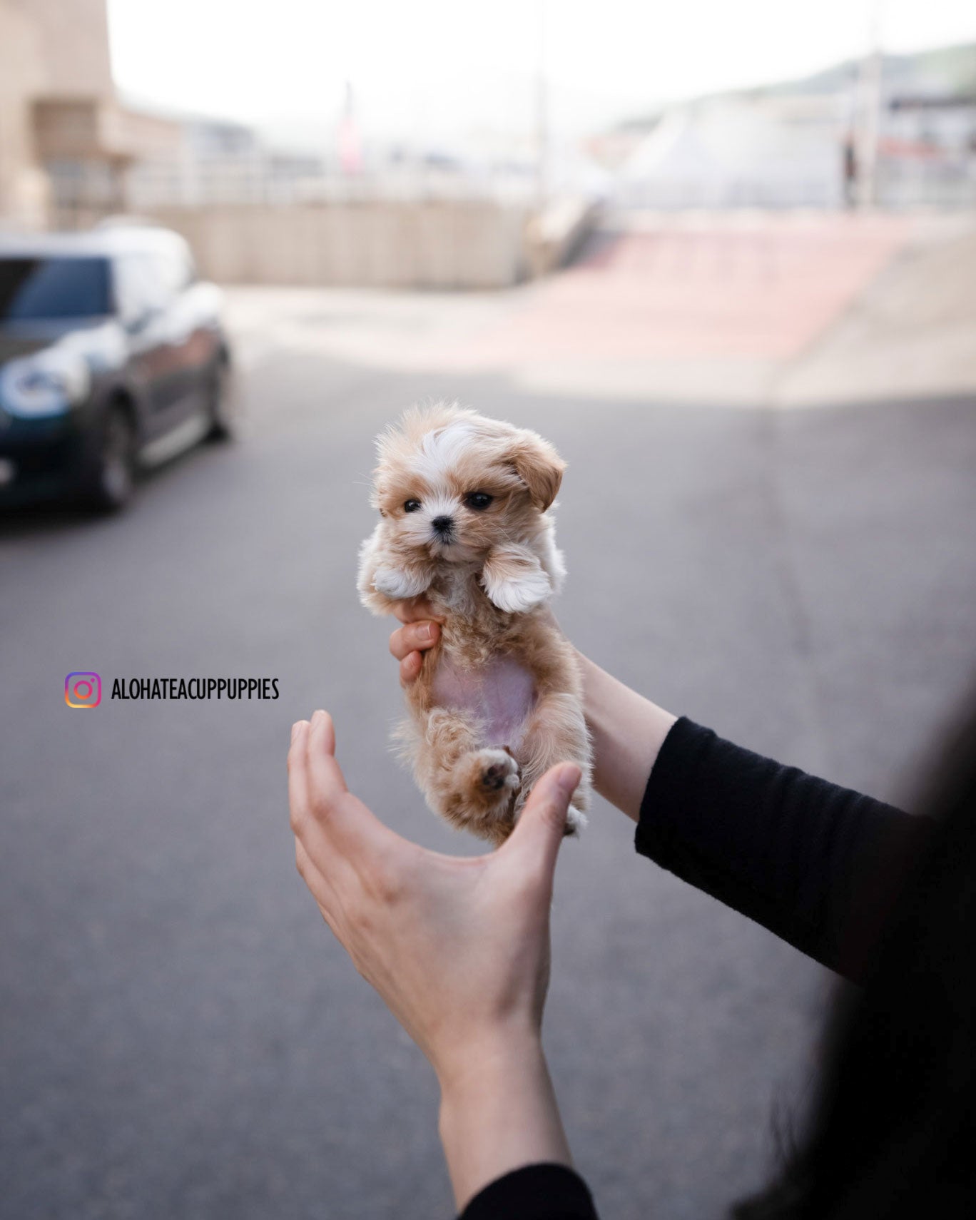 Lyn [TEACUP MALTIPOO]
