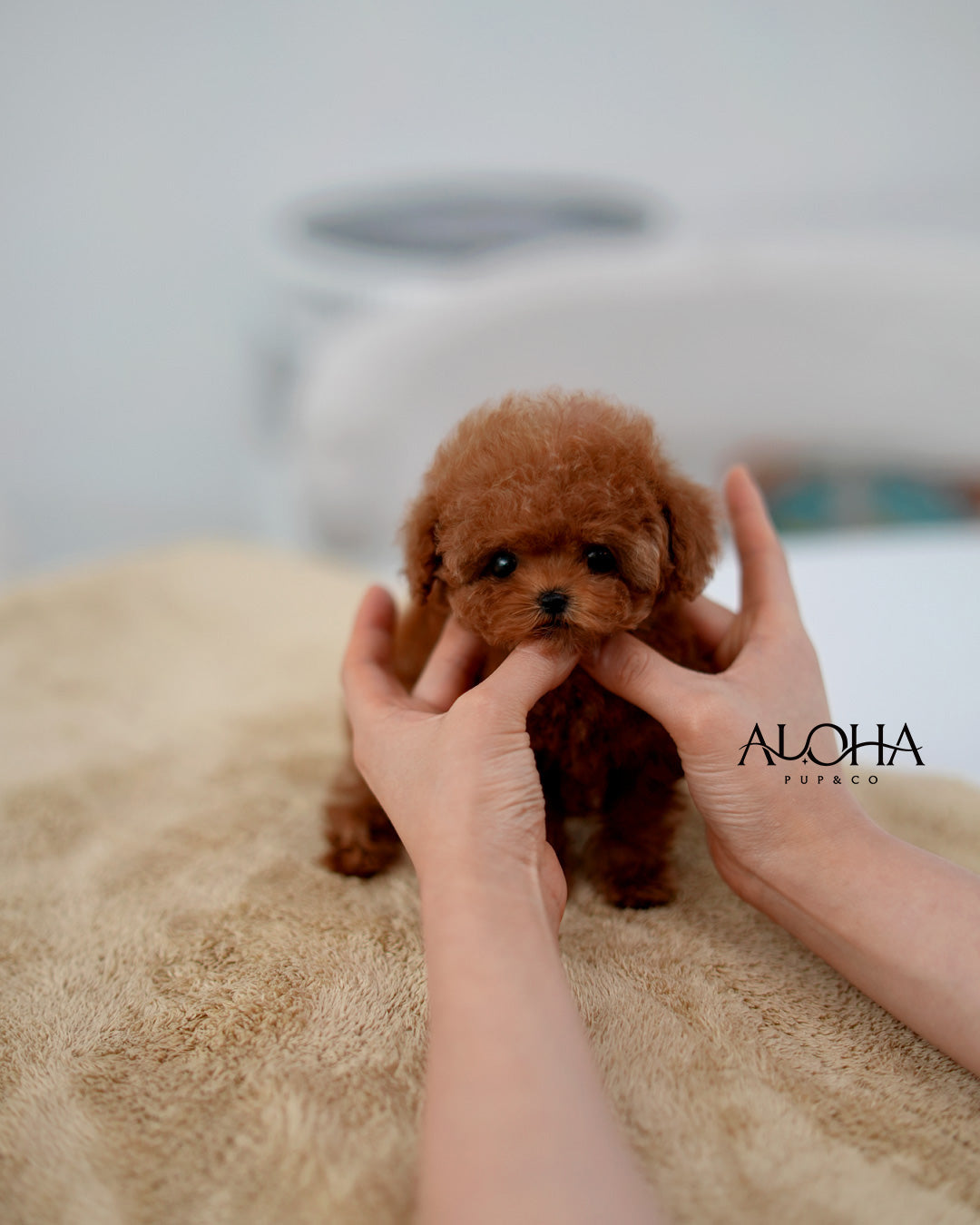 Suzy [TEACUP POODLE]