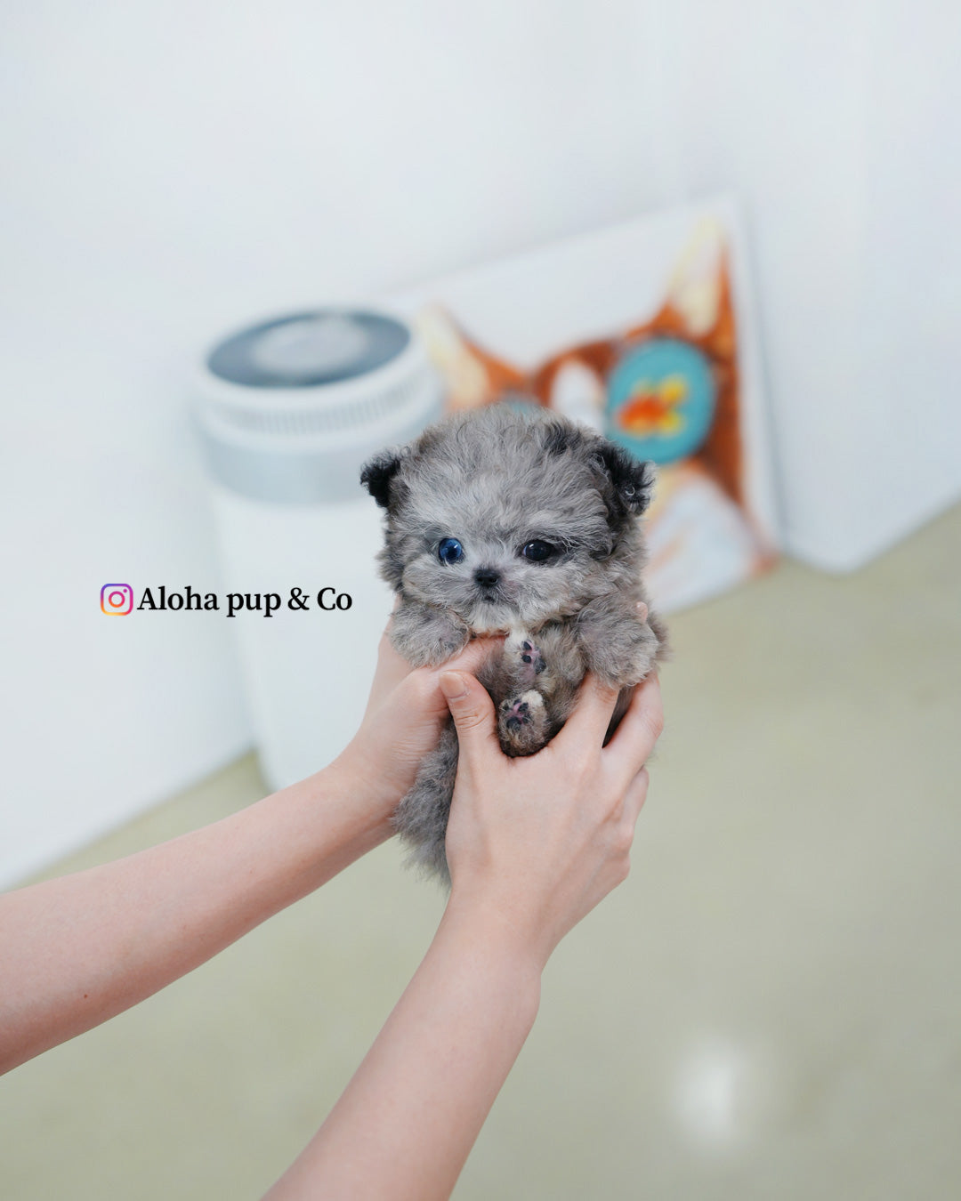 Chanel [TEACUP MALTIPOO]