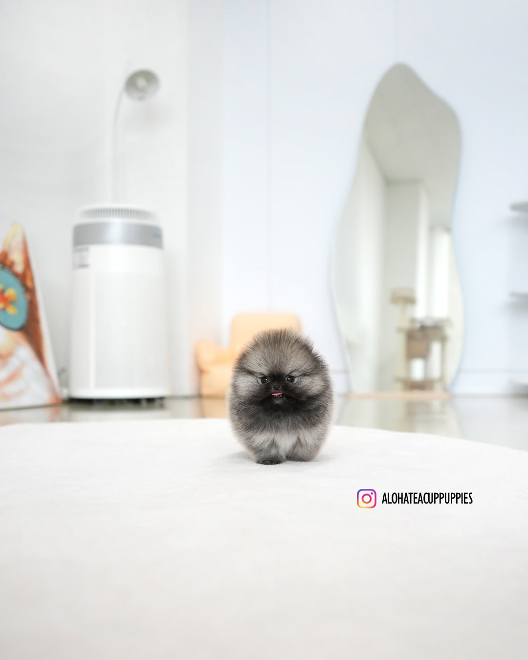 Theo [POMERANIA TAZA DE TÉ]
