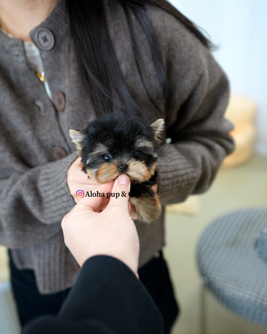 Ava [Teacup YORKIE]