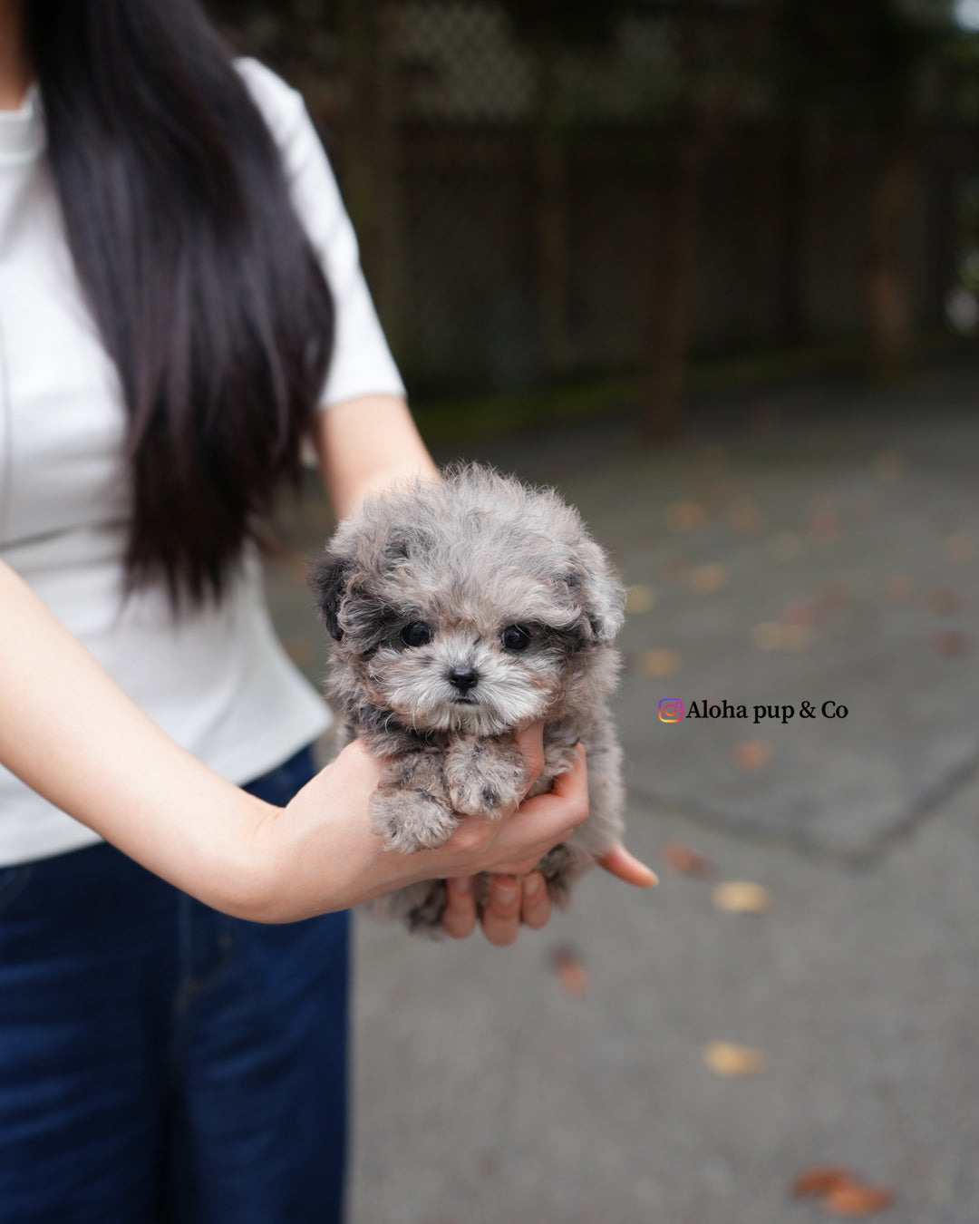 Ollie [TEACUP POODLE]
