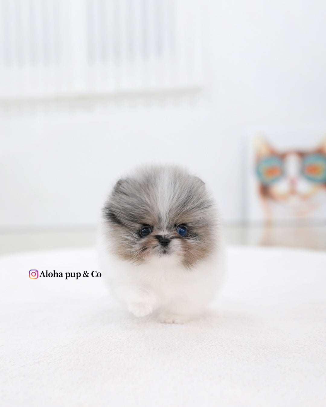 Lior [POMERANIA TAZA DE TÉ]