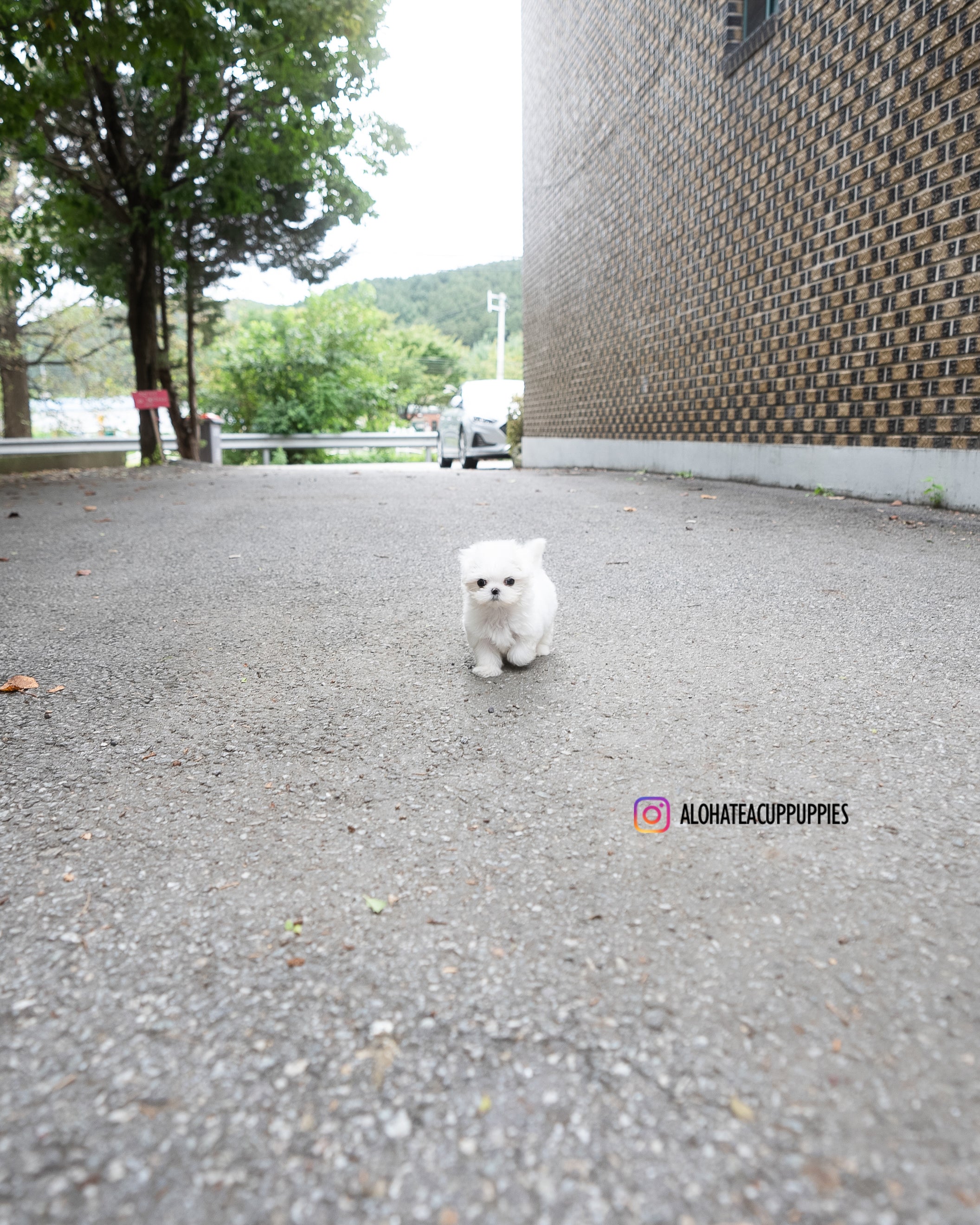 Ian [TEACUP MALTESE]