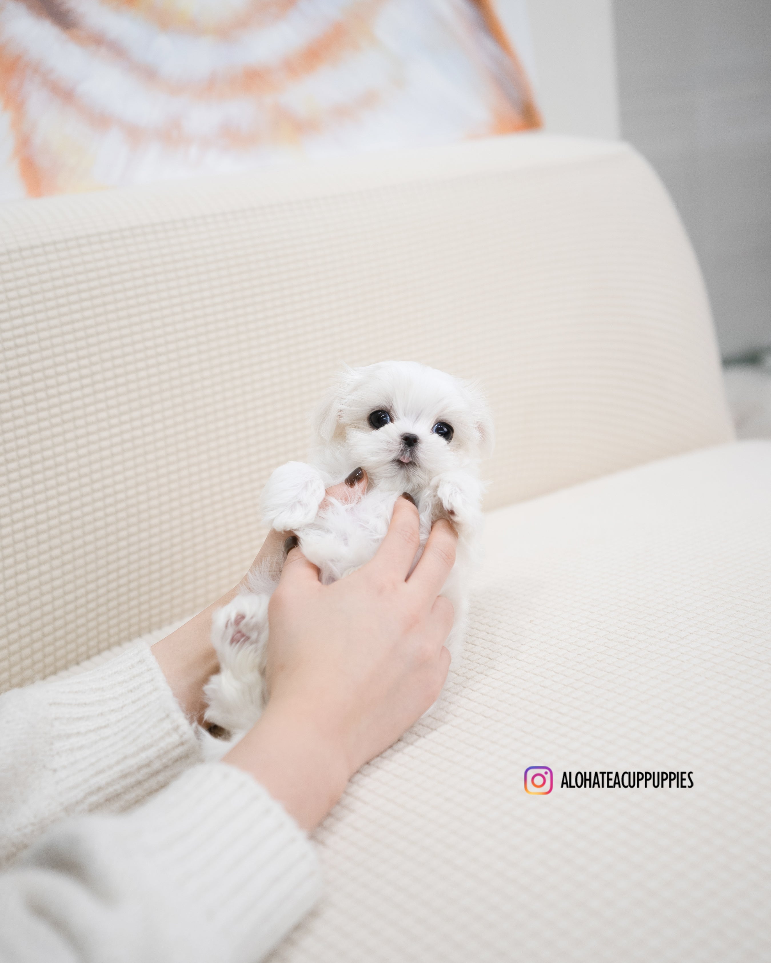 Erin [TEACUP MALTESE]