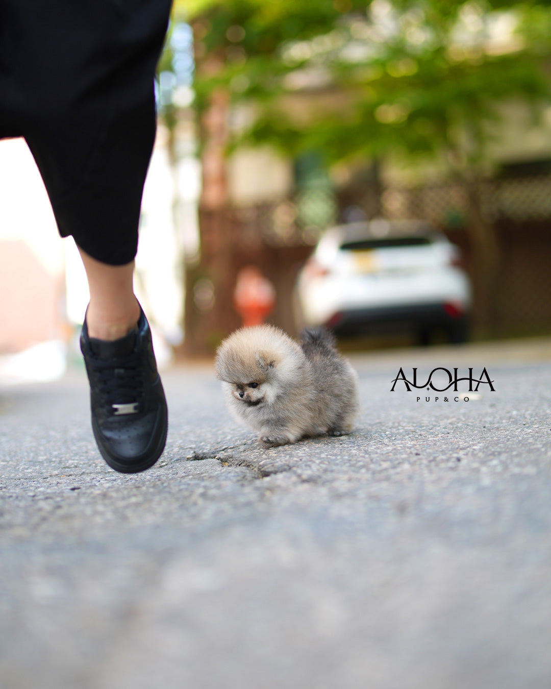 Bizcocho [POMERANIA TACITA DE TÉ]