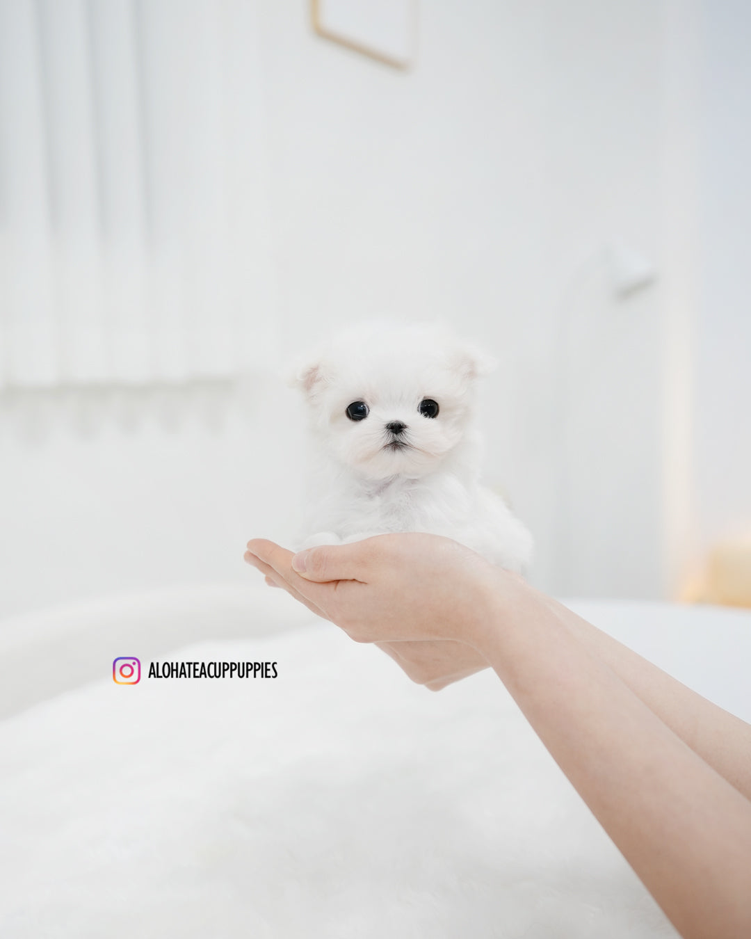 Lily [TEACUP MALTESE]