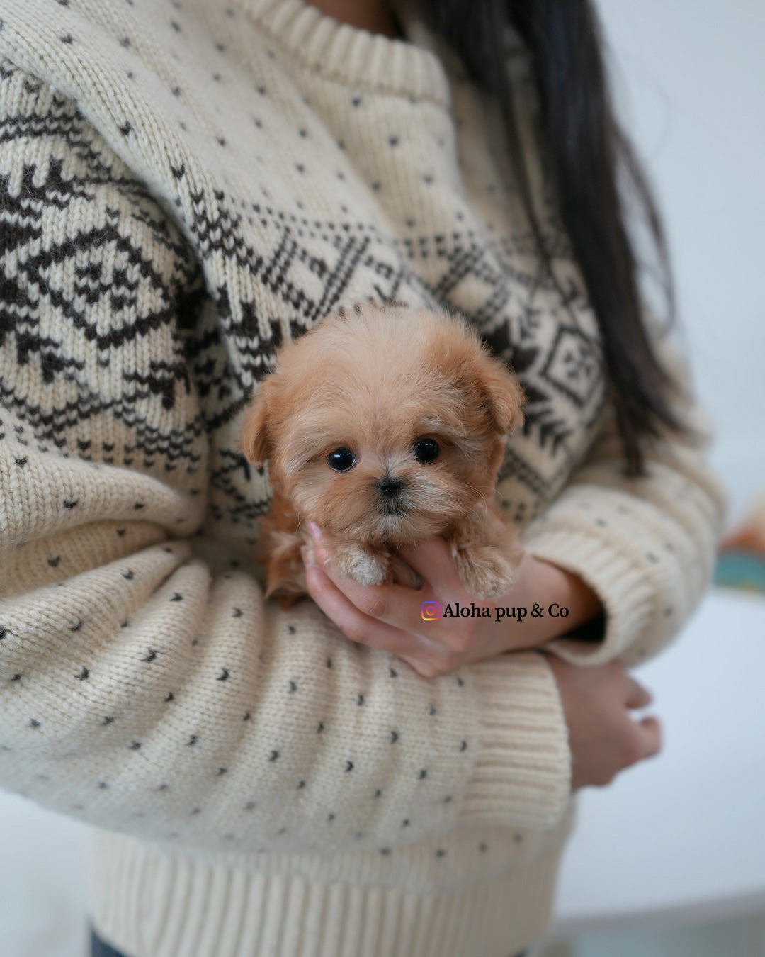 Mite [TEACUP MALTIPOO]