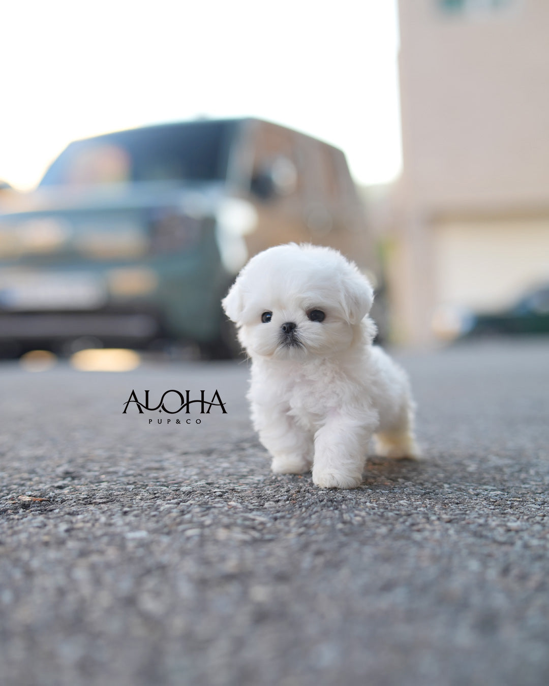Mallow [TEACUP Maltese]