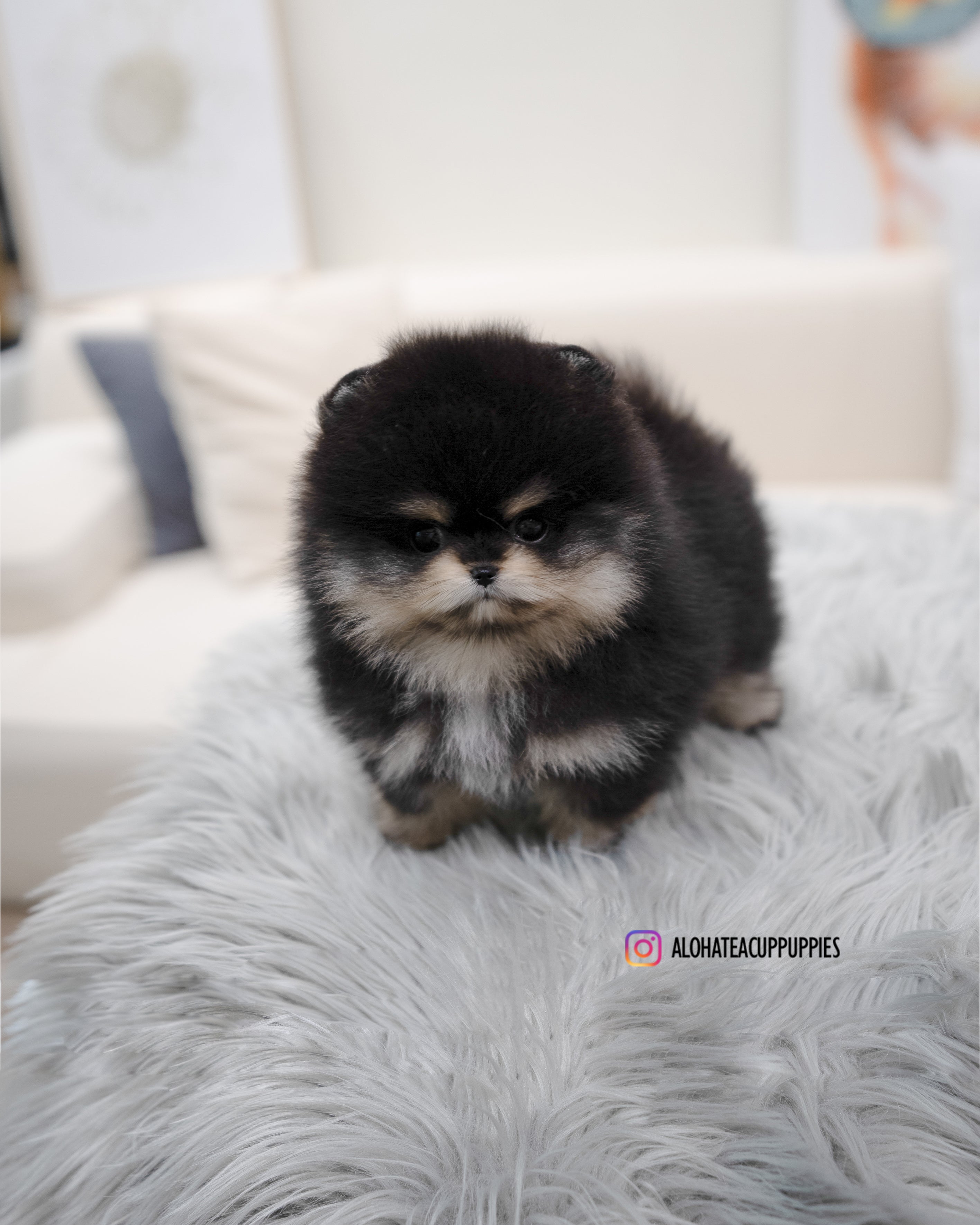 Ryan [TEACUP POMERANIAN]