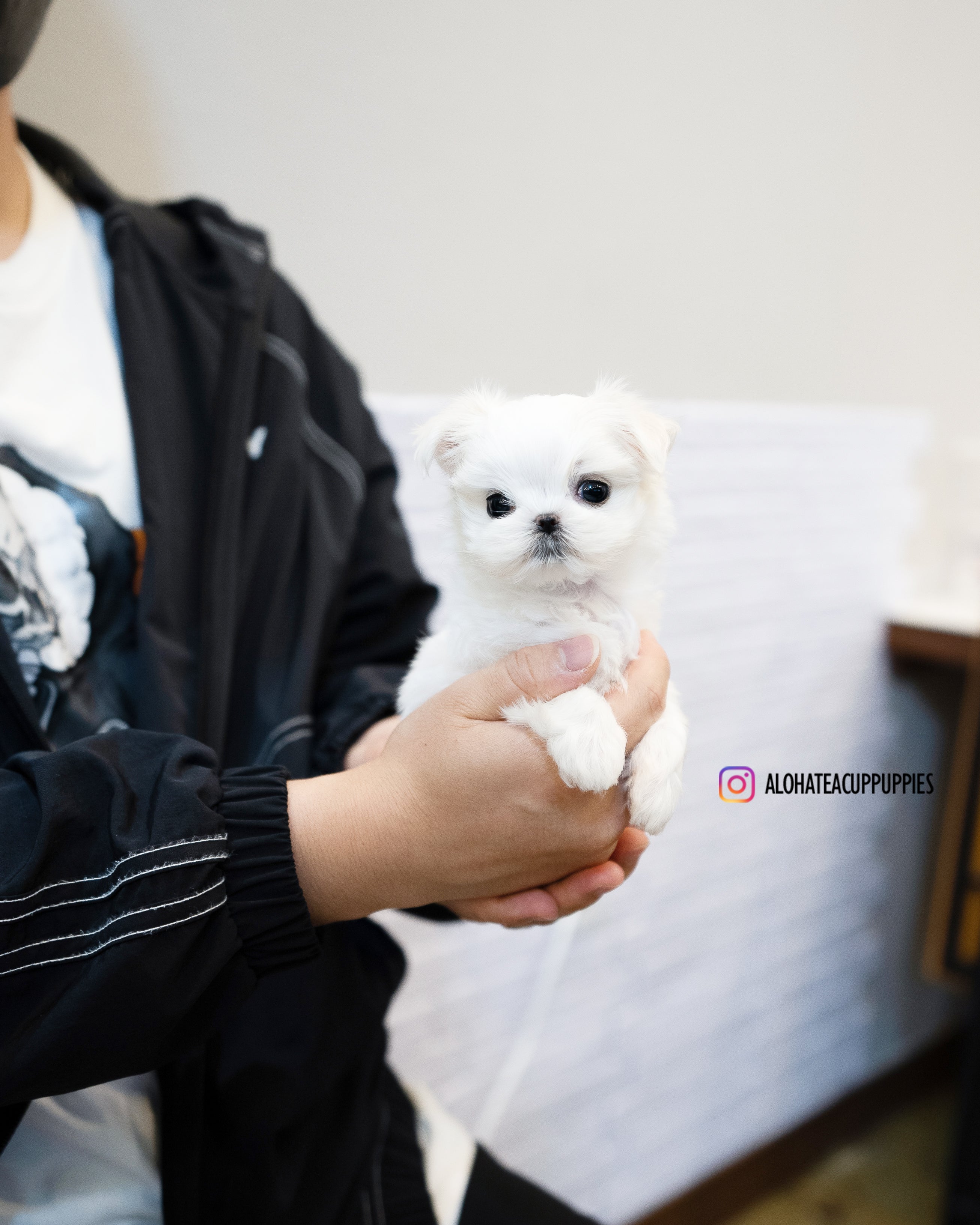Elena [TEACUP MALTESE]