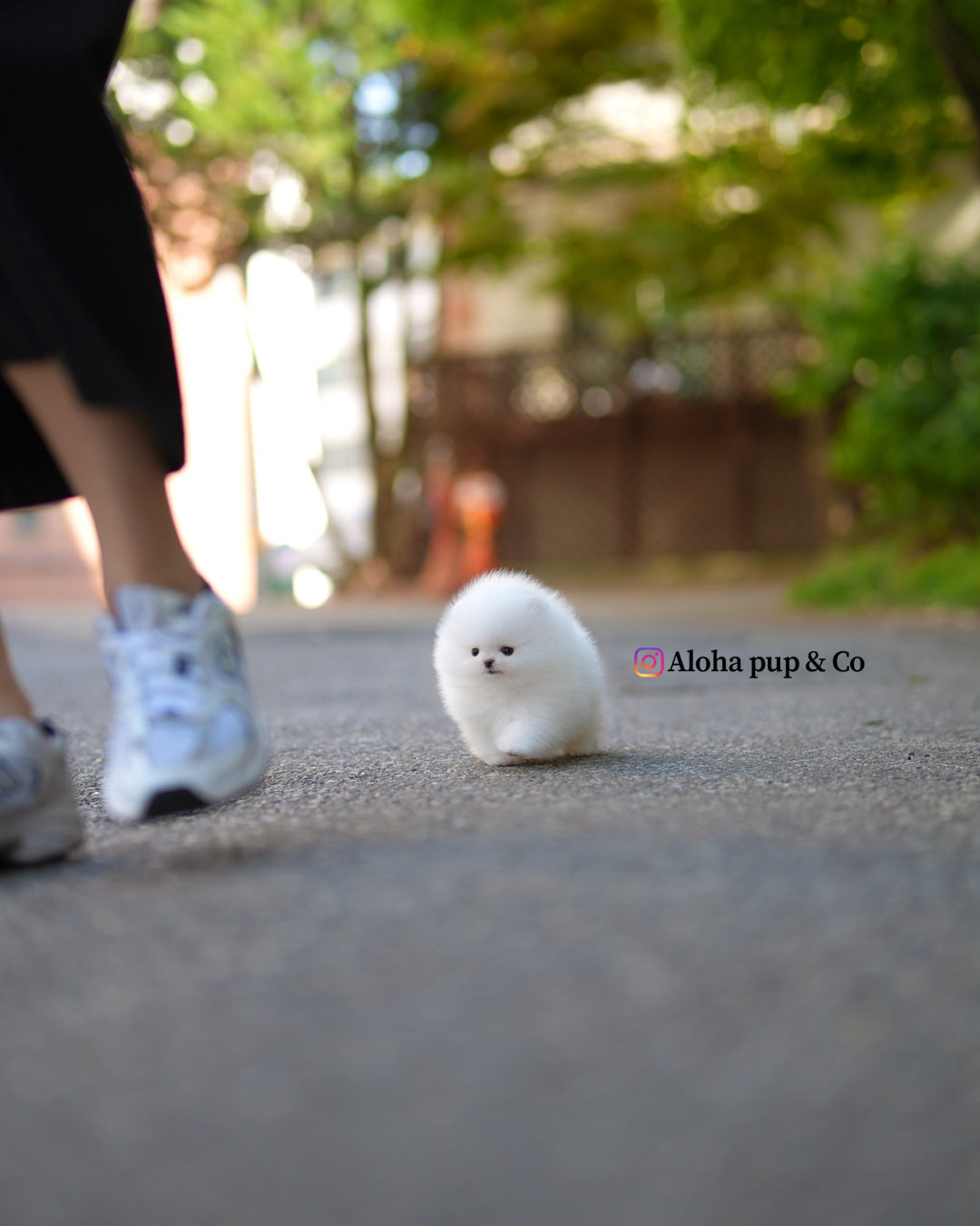 Vivian [POMERANIA TAZA DE TÉ]