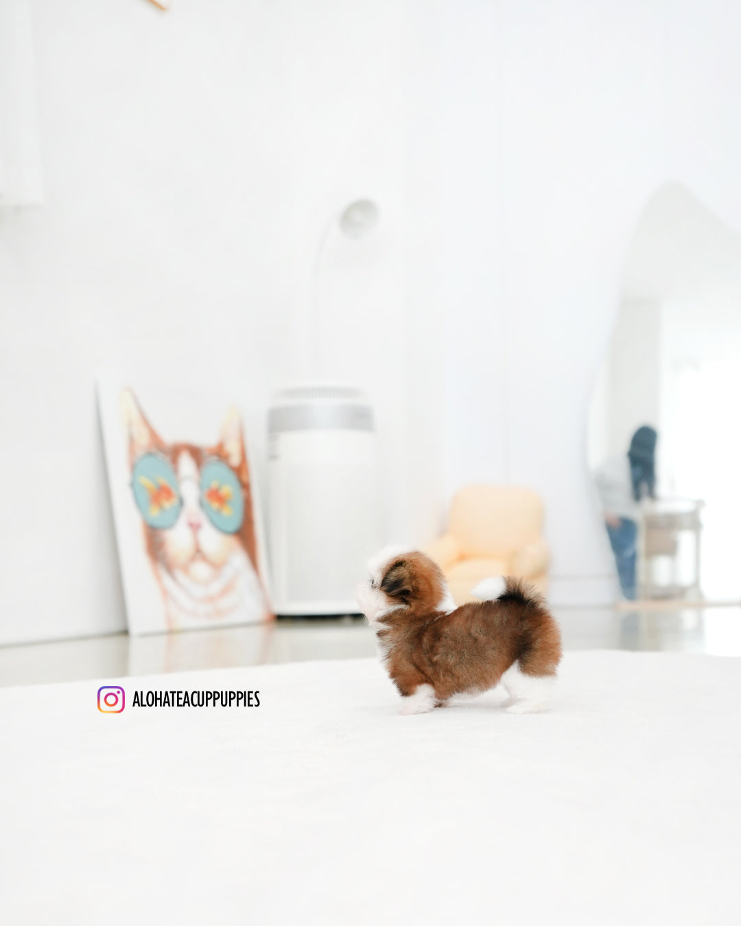 Pie [Mini Shih tzu]
