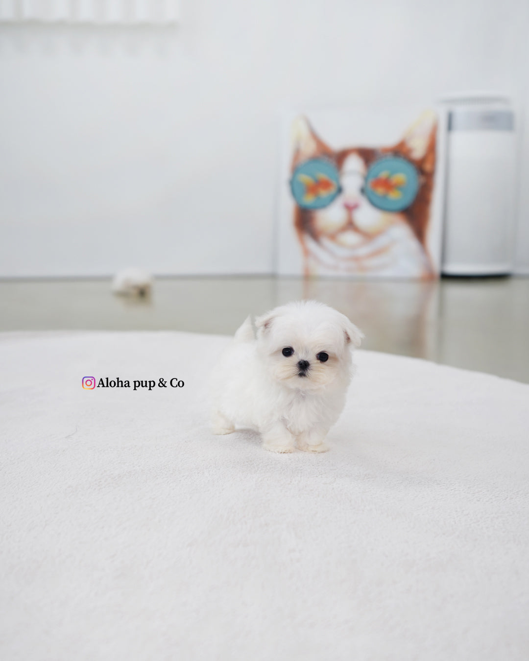 Genie [TEACUP MALTESE]