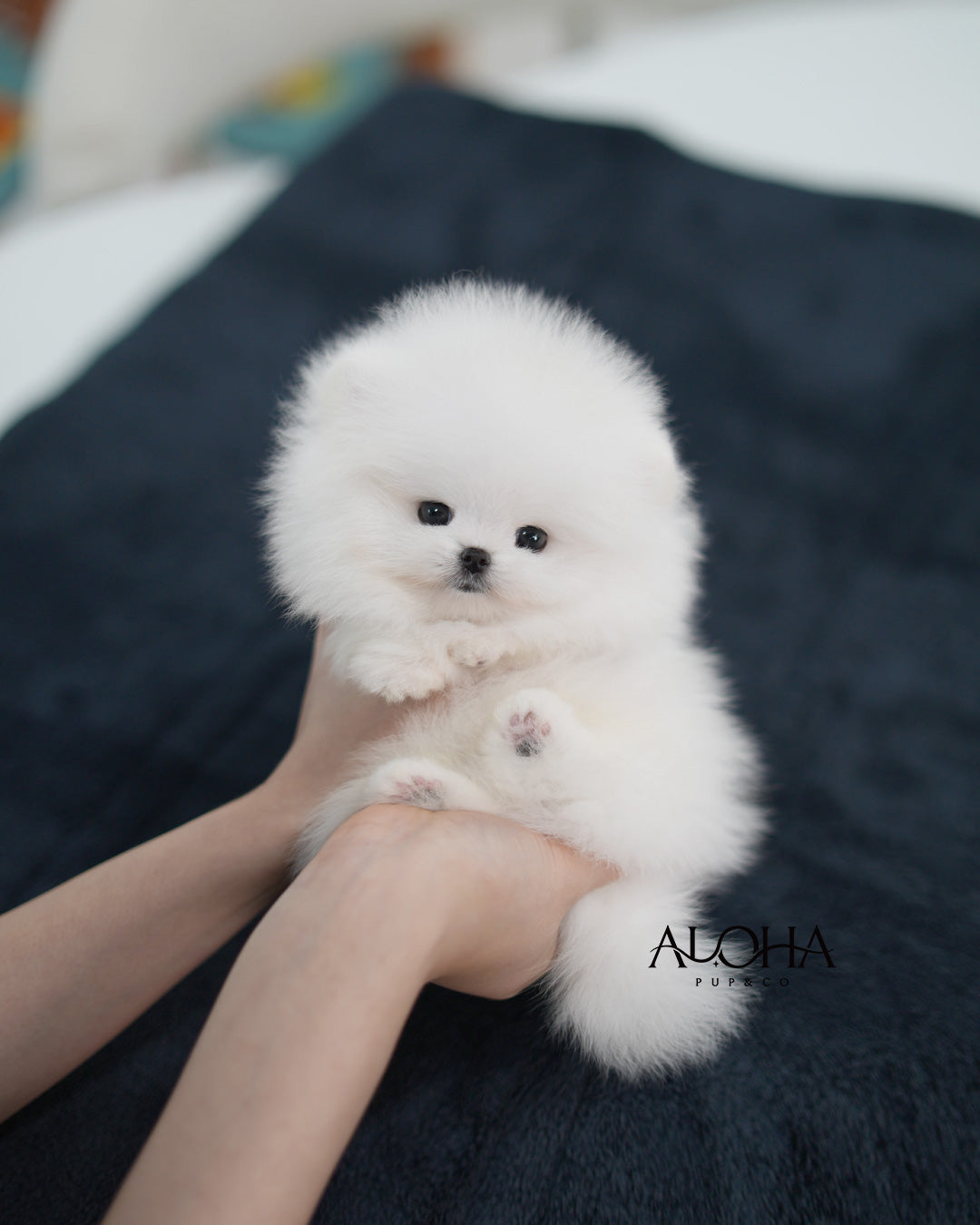 Fluff [TEACUP POMERANIAN]