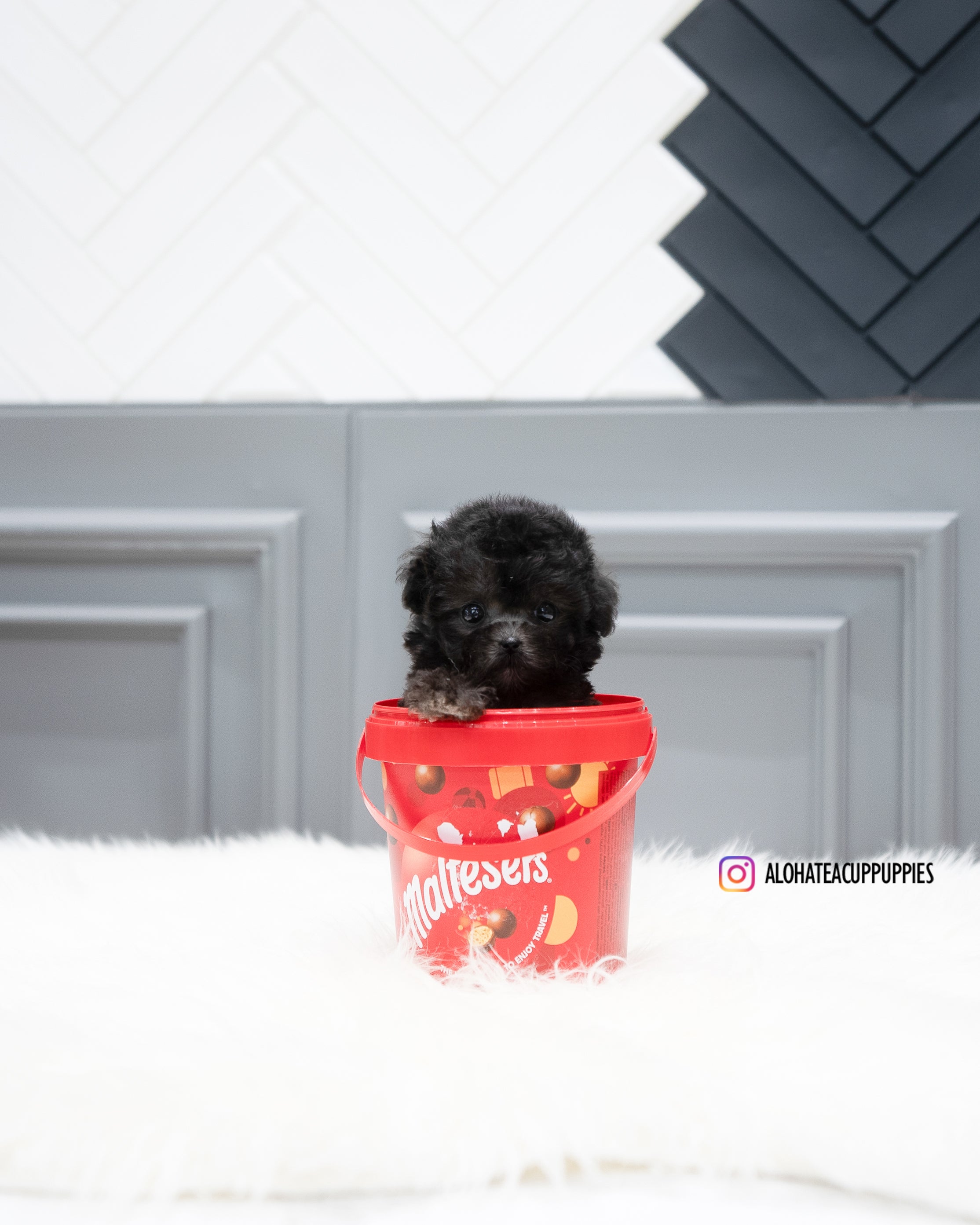 Chloe [TEACUP POODLE]