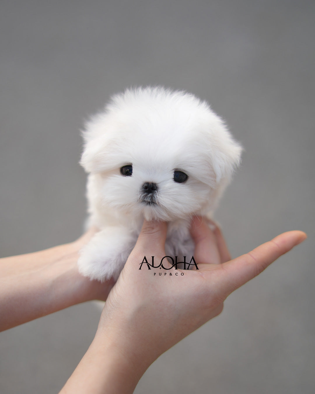 Coby [TEACUP Maltese]