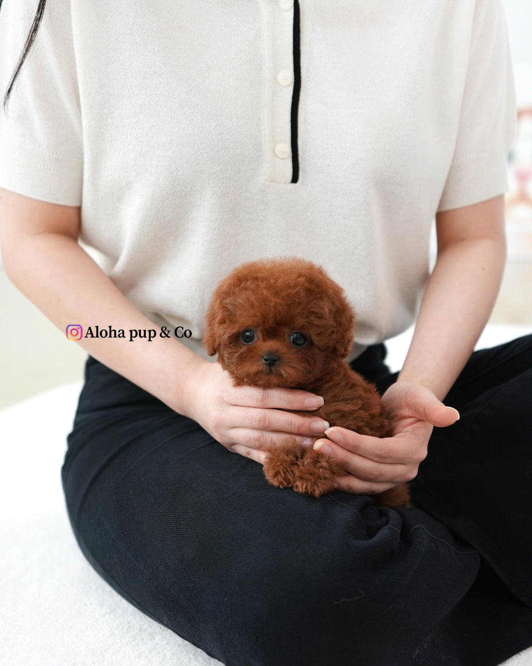 Macaron [TEACUP POODLE]