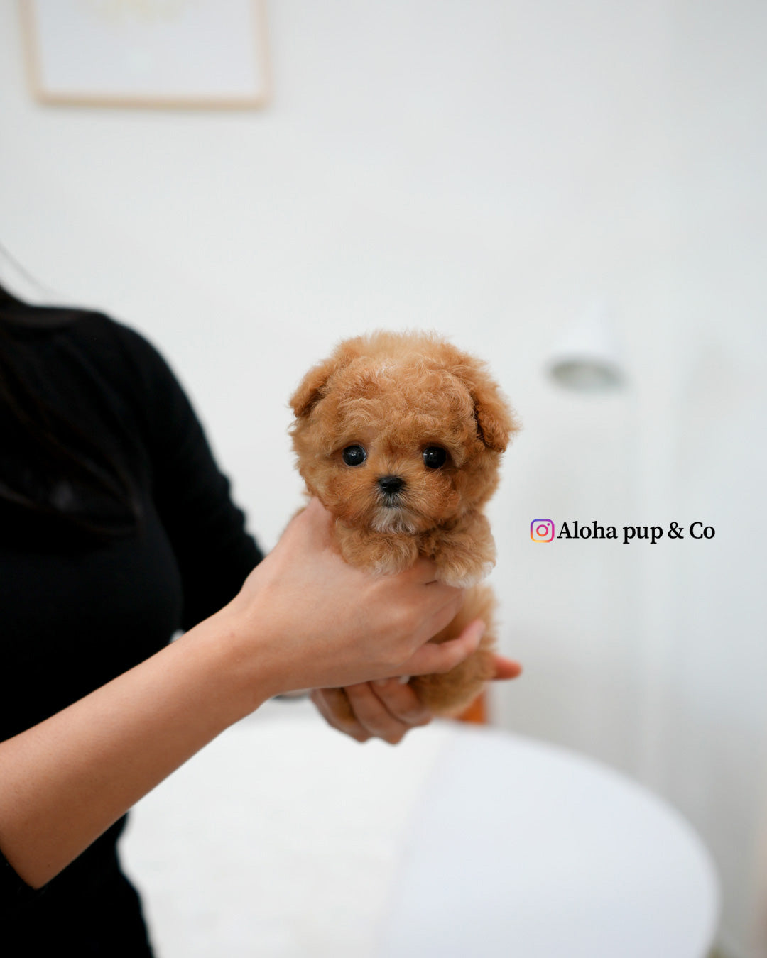 Bao [TEACUP MALTIPOO]