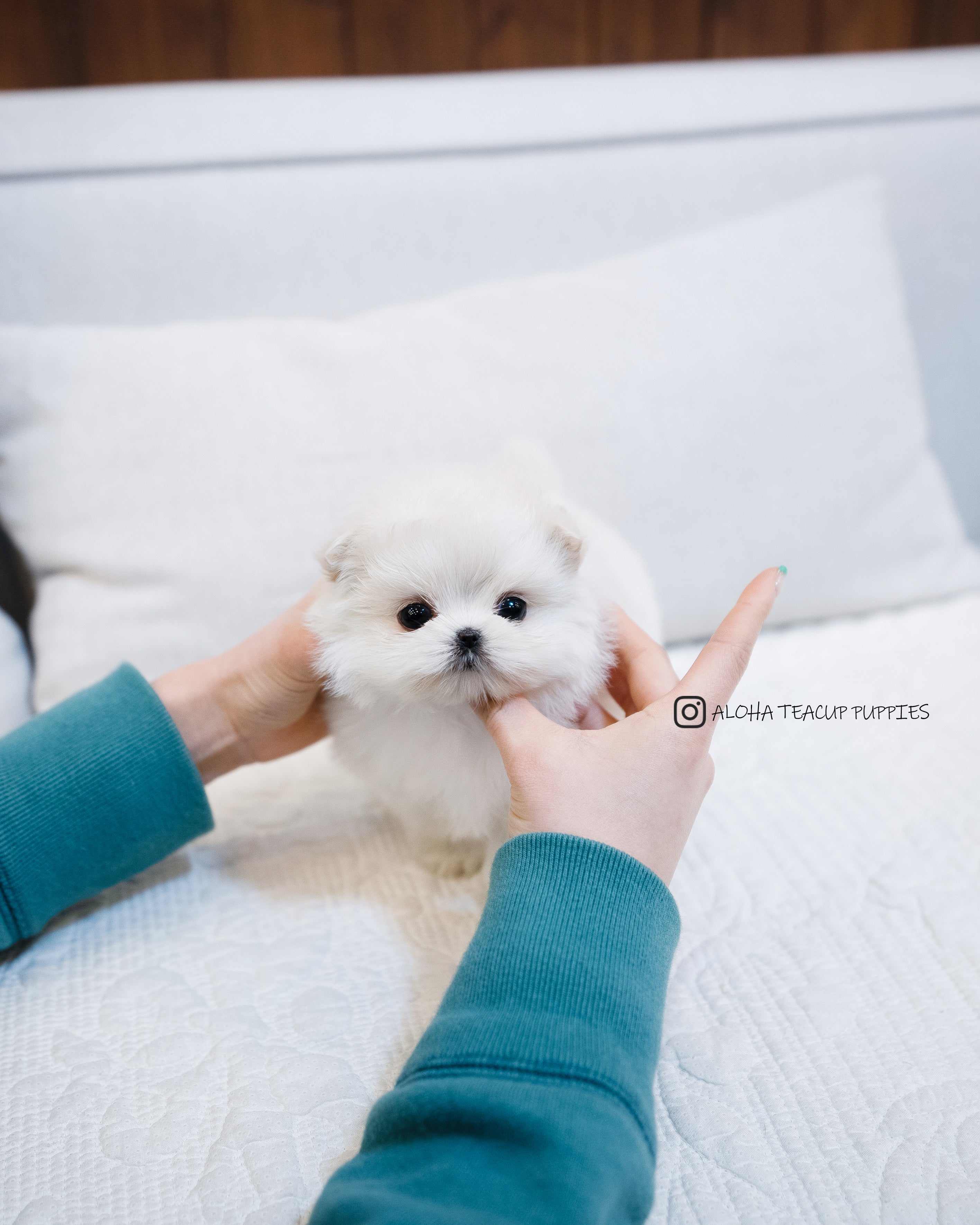 Luna [Maltipom MINI]