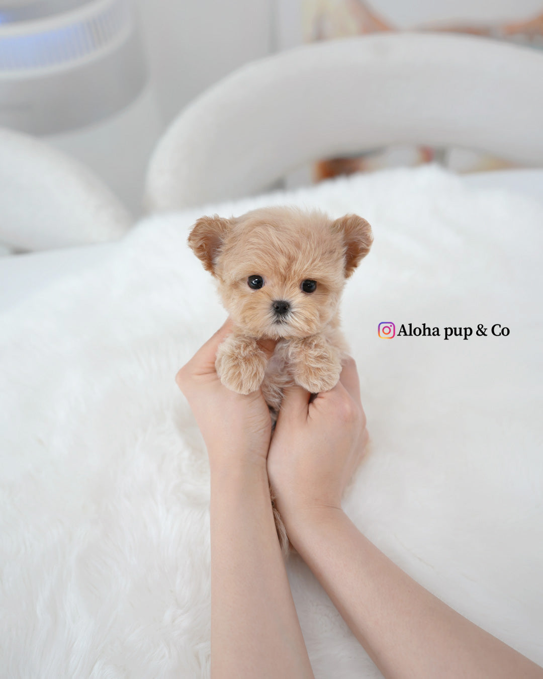 Mochi [TEACUP MALTIPOO]