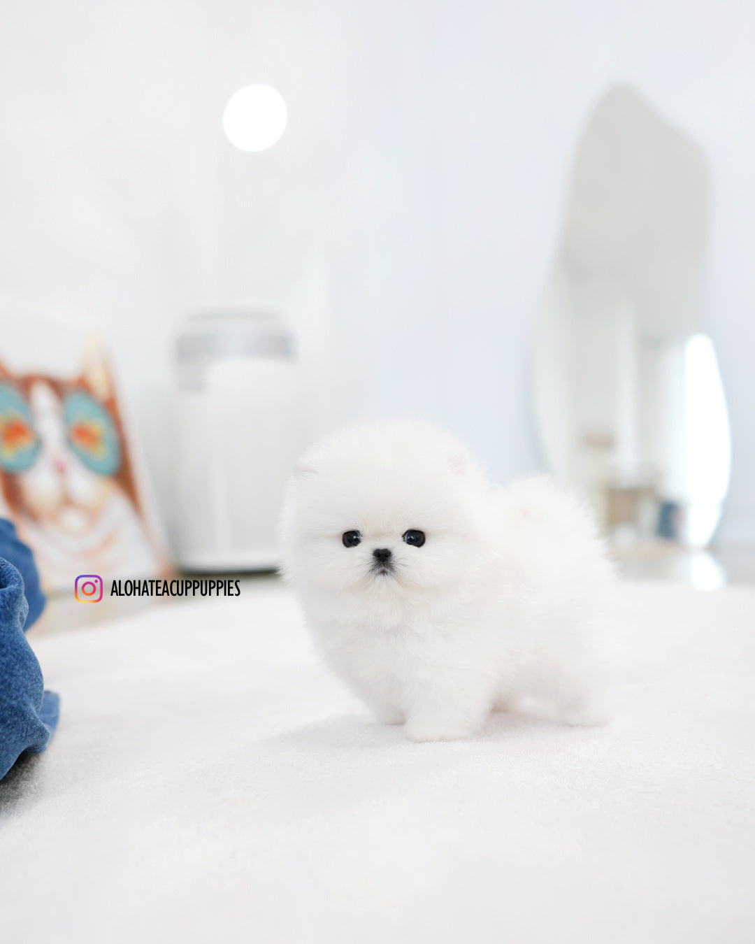 Bubble [POMERANIA TAZA DE TÉ]