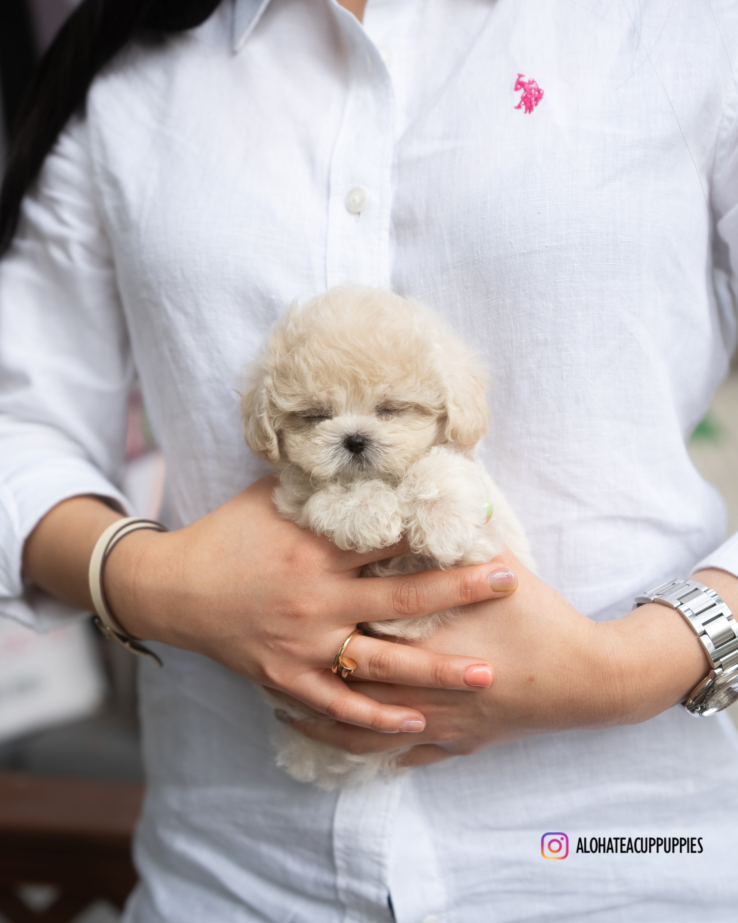 caramel [TEACUP POODLE]