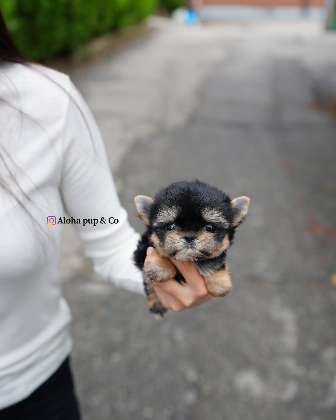 Nini [Teacup YORKIE]
