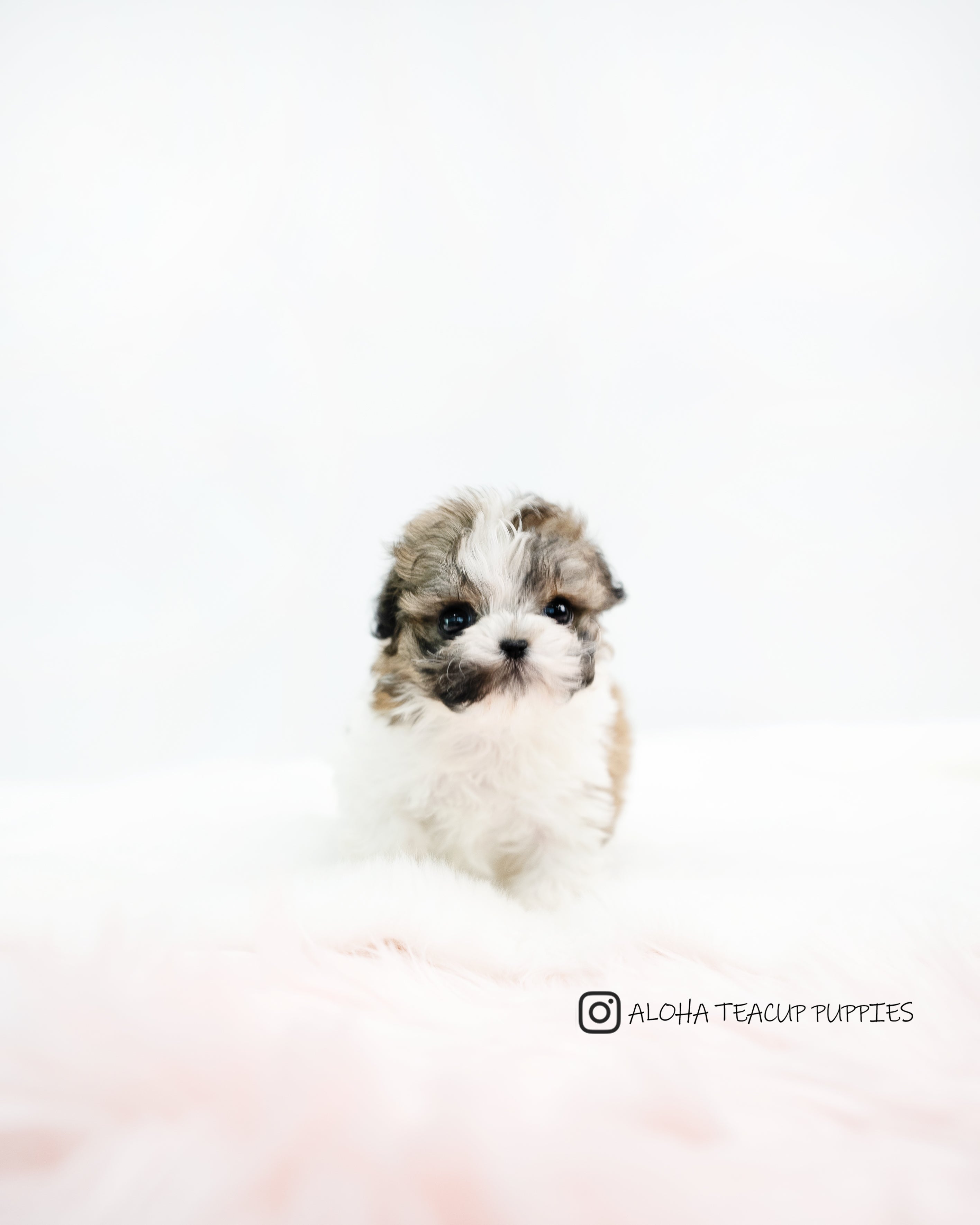 Nico [TEACUP MALTIPOO]