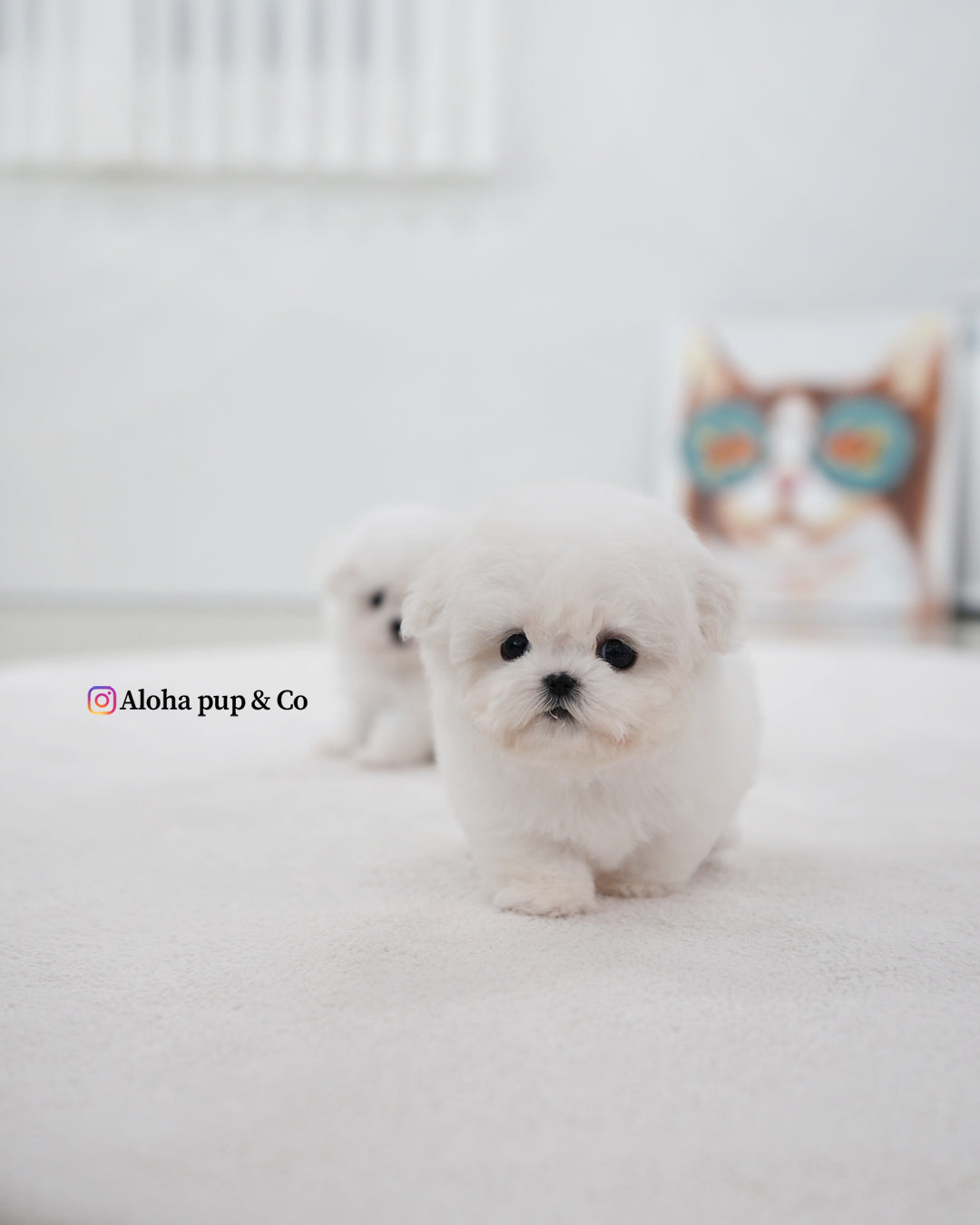 May [TEACUP BICHON]