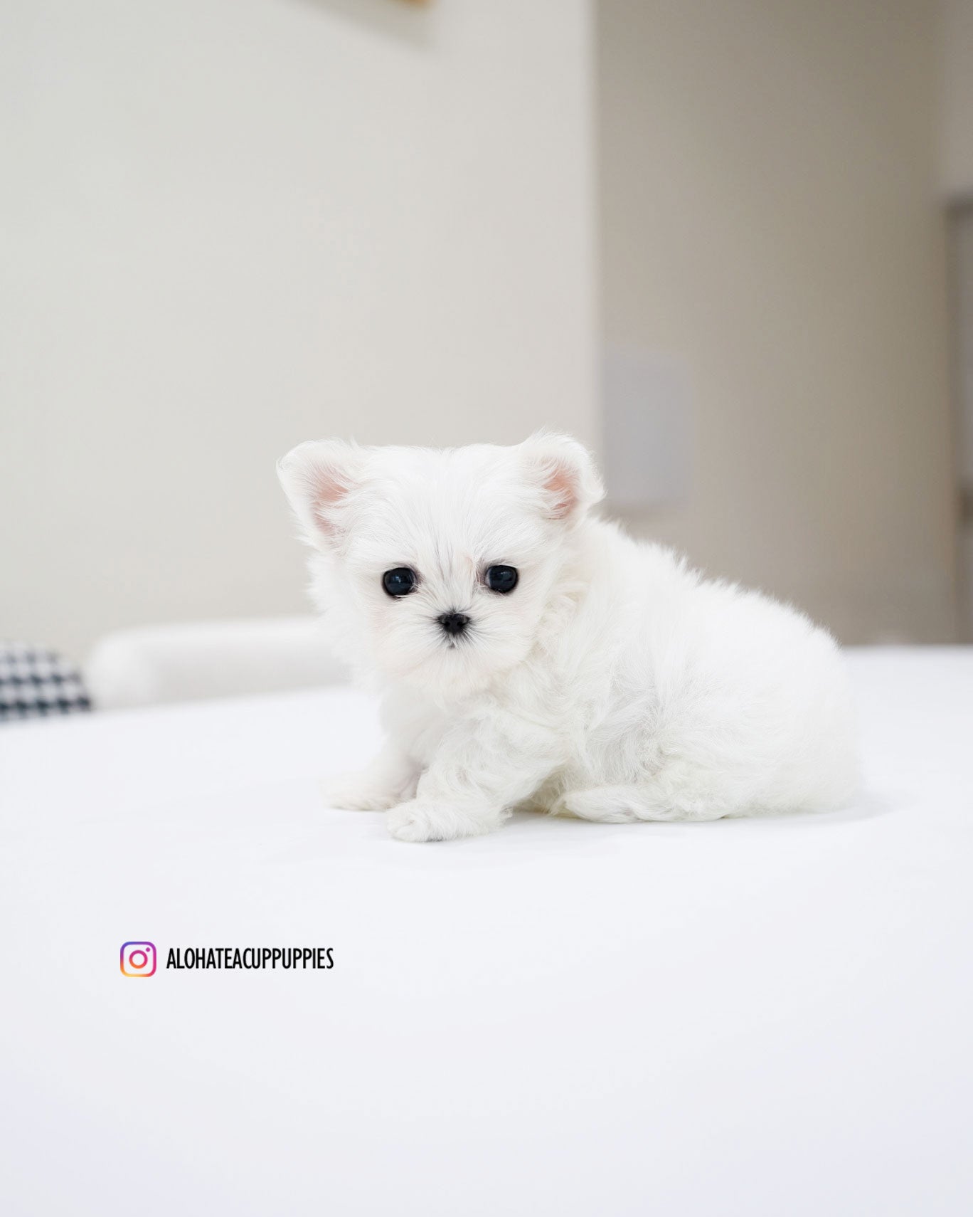 Gian [TEACUP MALTESE]