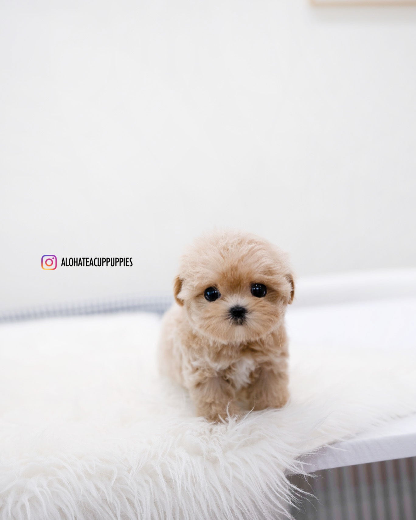Della [TEACUP MALTIPOO]