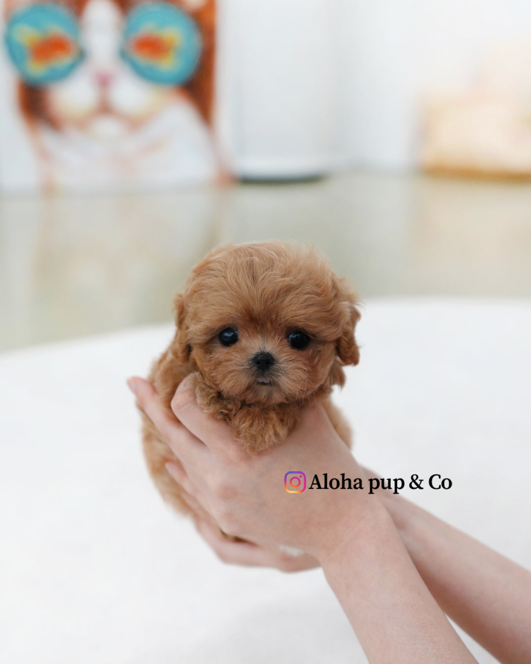 Gia [TEACUP MALTIPOO]