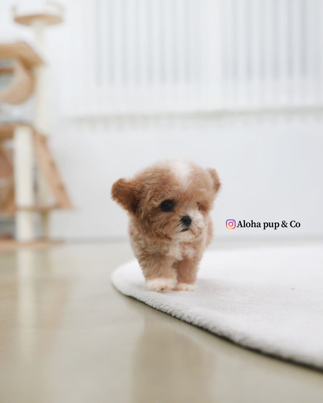 Tory [TEACUP POODLE]