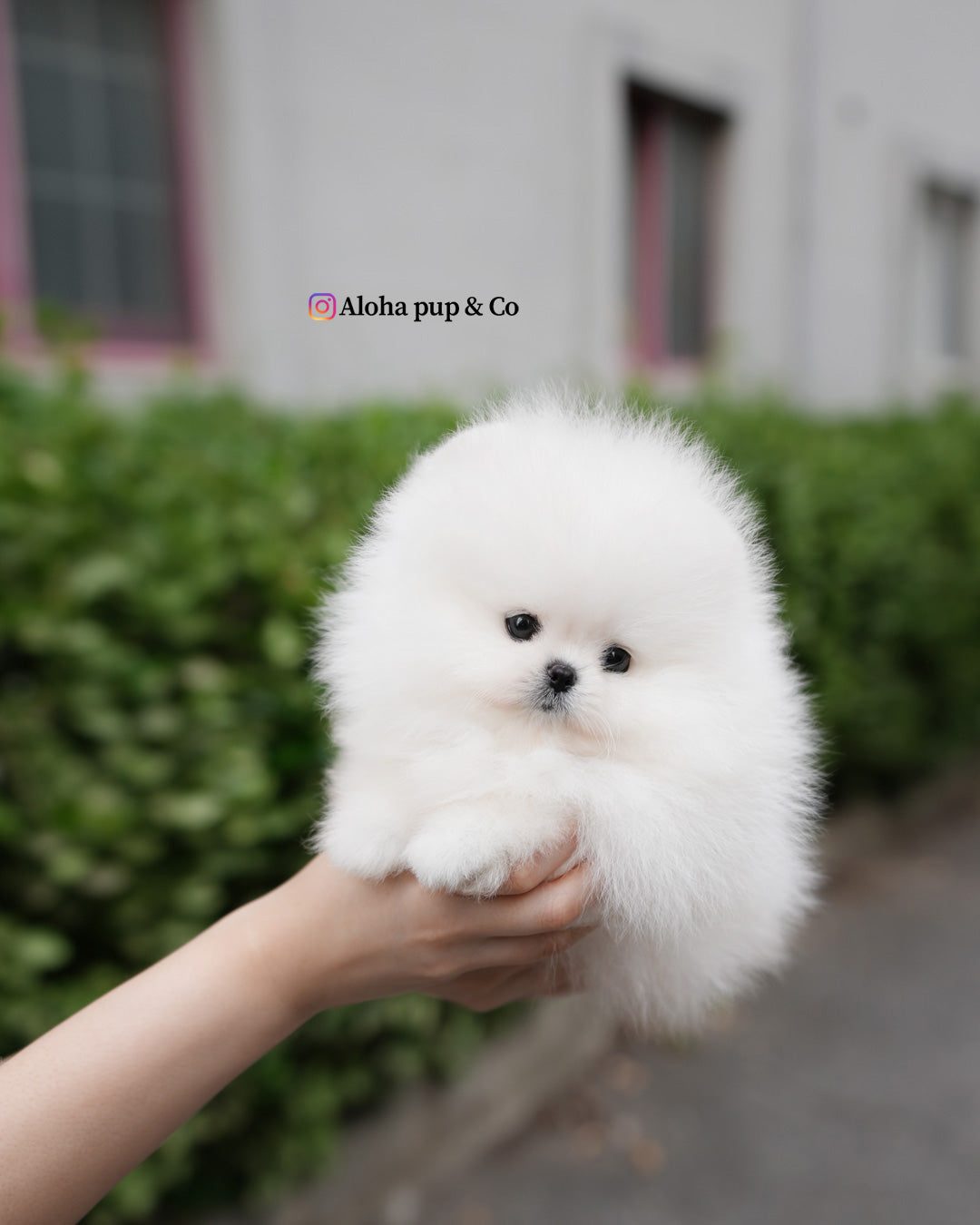 Leche [POMERANIA TAZA DE TÉ]