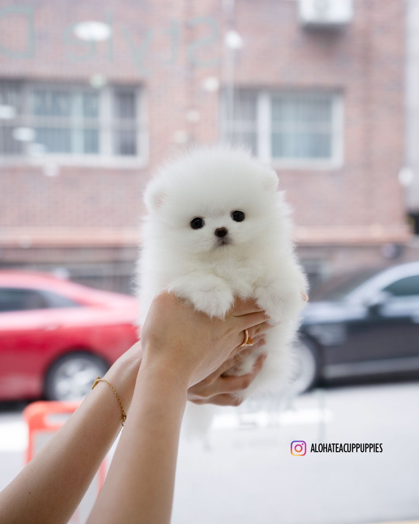 达西 [茶杯博美犬]