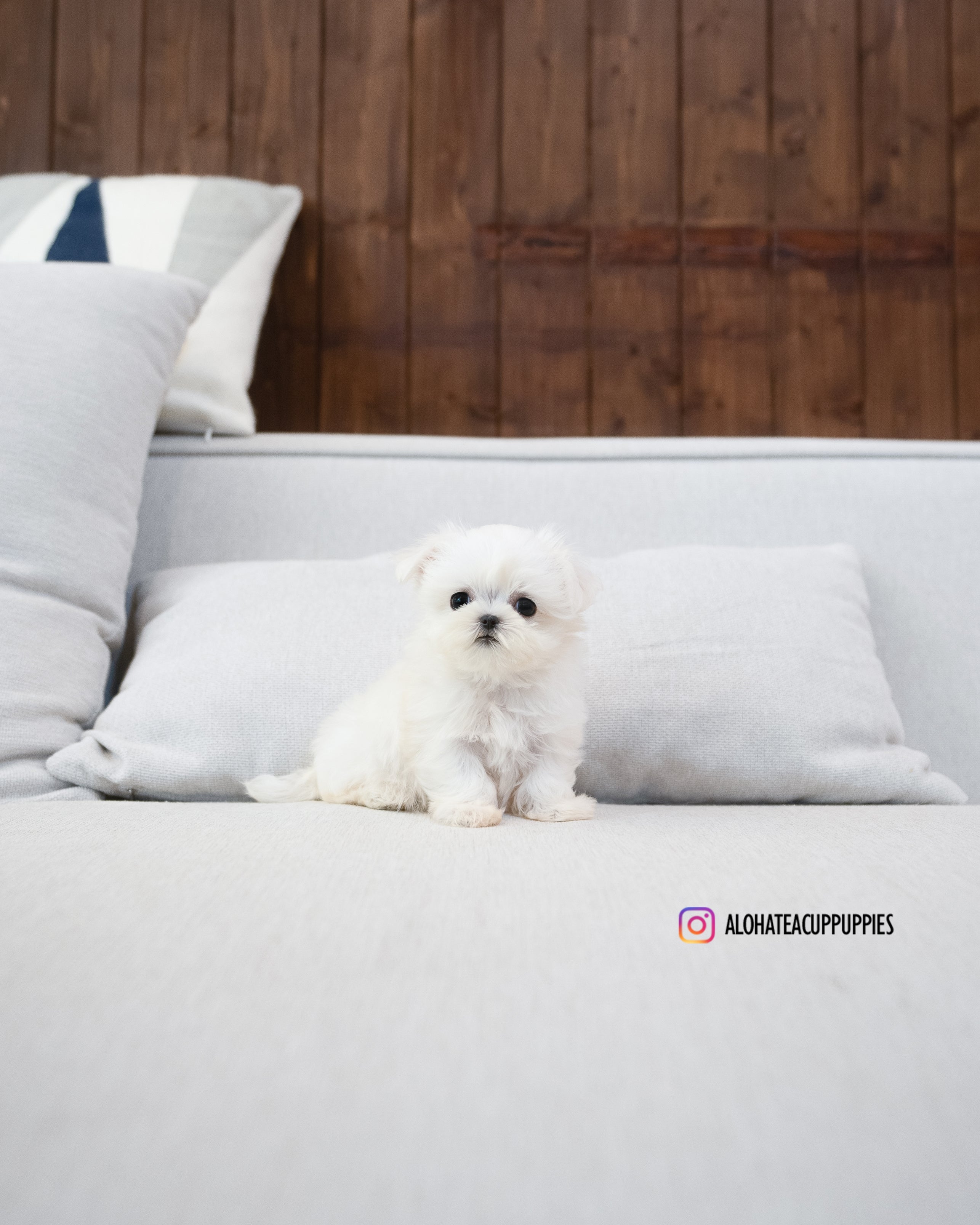 Eblin [TEACUP MALTESE]
