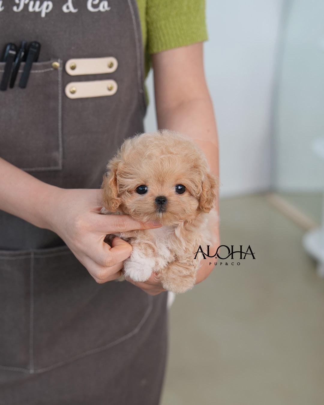 Mabie [TEACUP MALTIPOO]