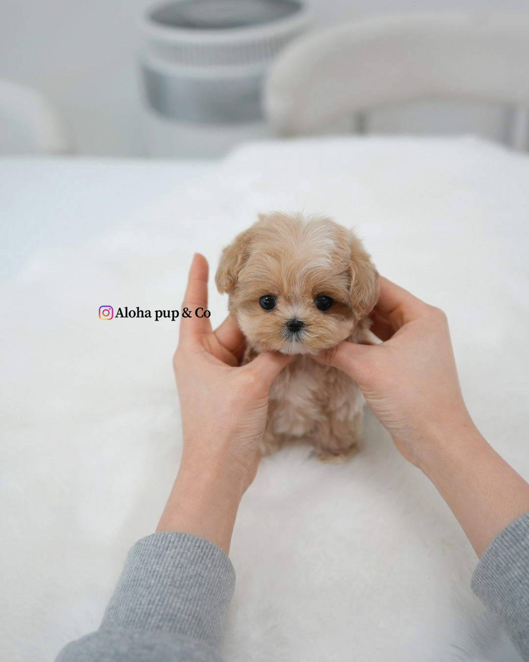 Cici [TEACUP MALTIPOO]
