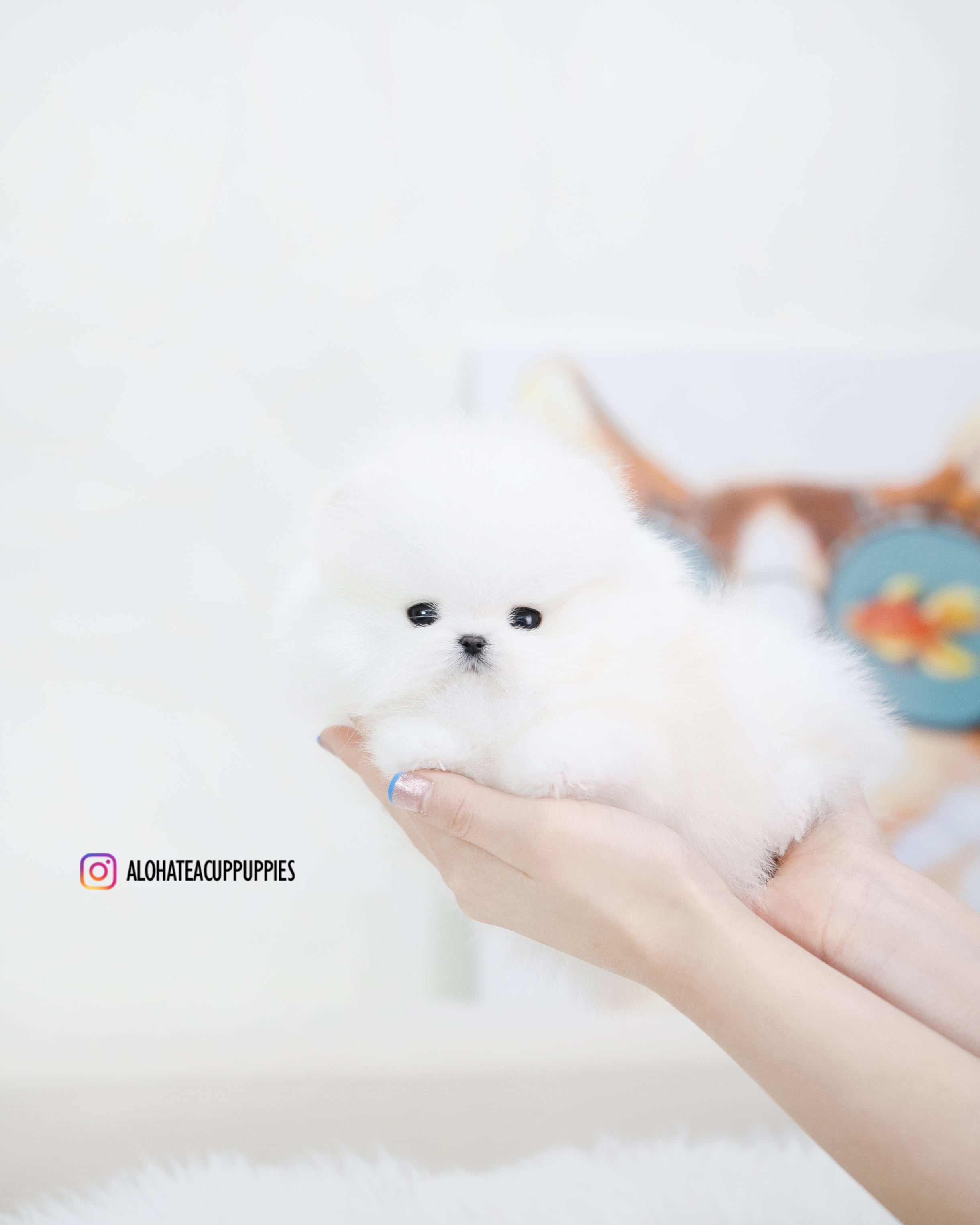 Larry [TEACUP POMERANIAN]