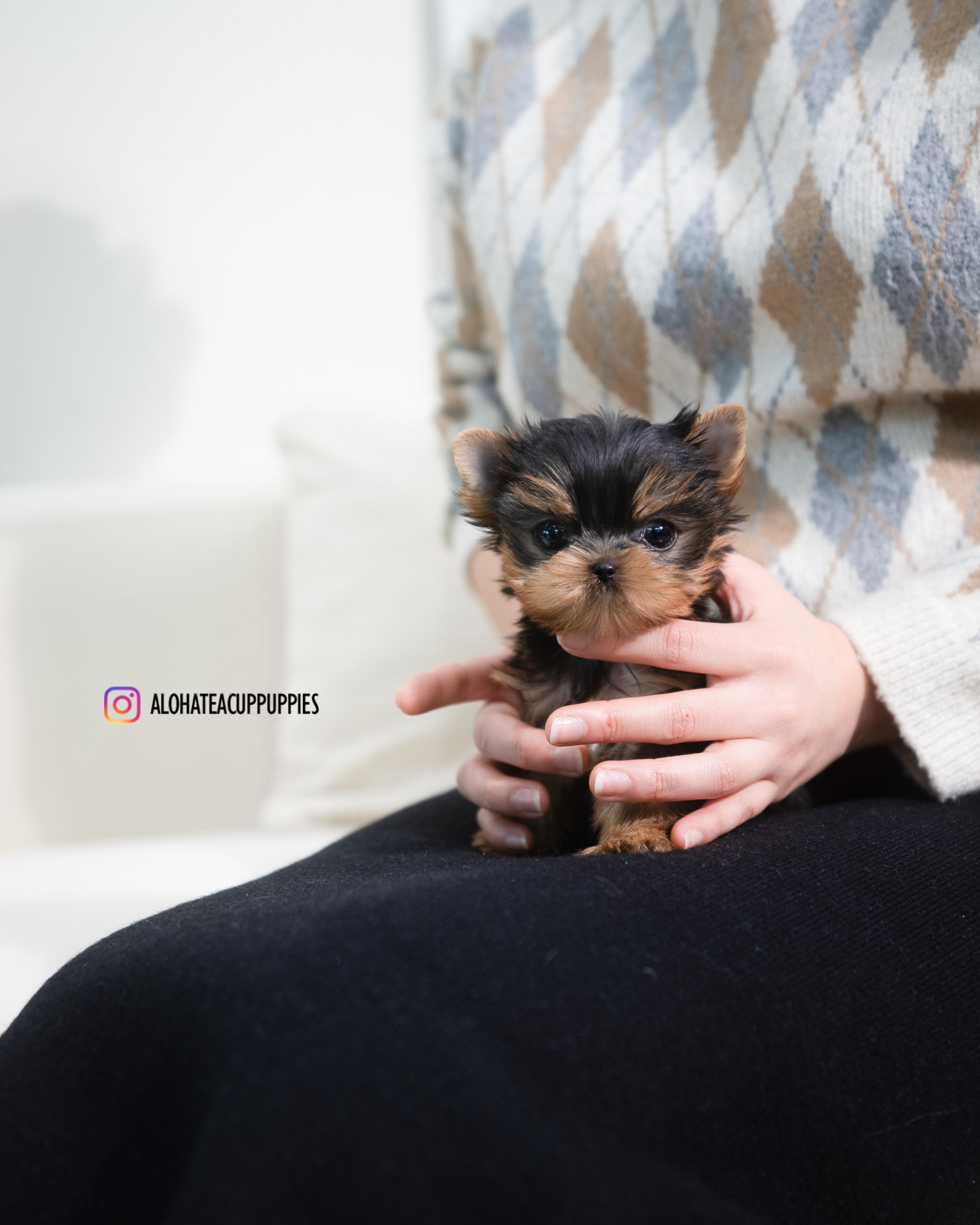 Rui [TEACUP YORKIE]