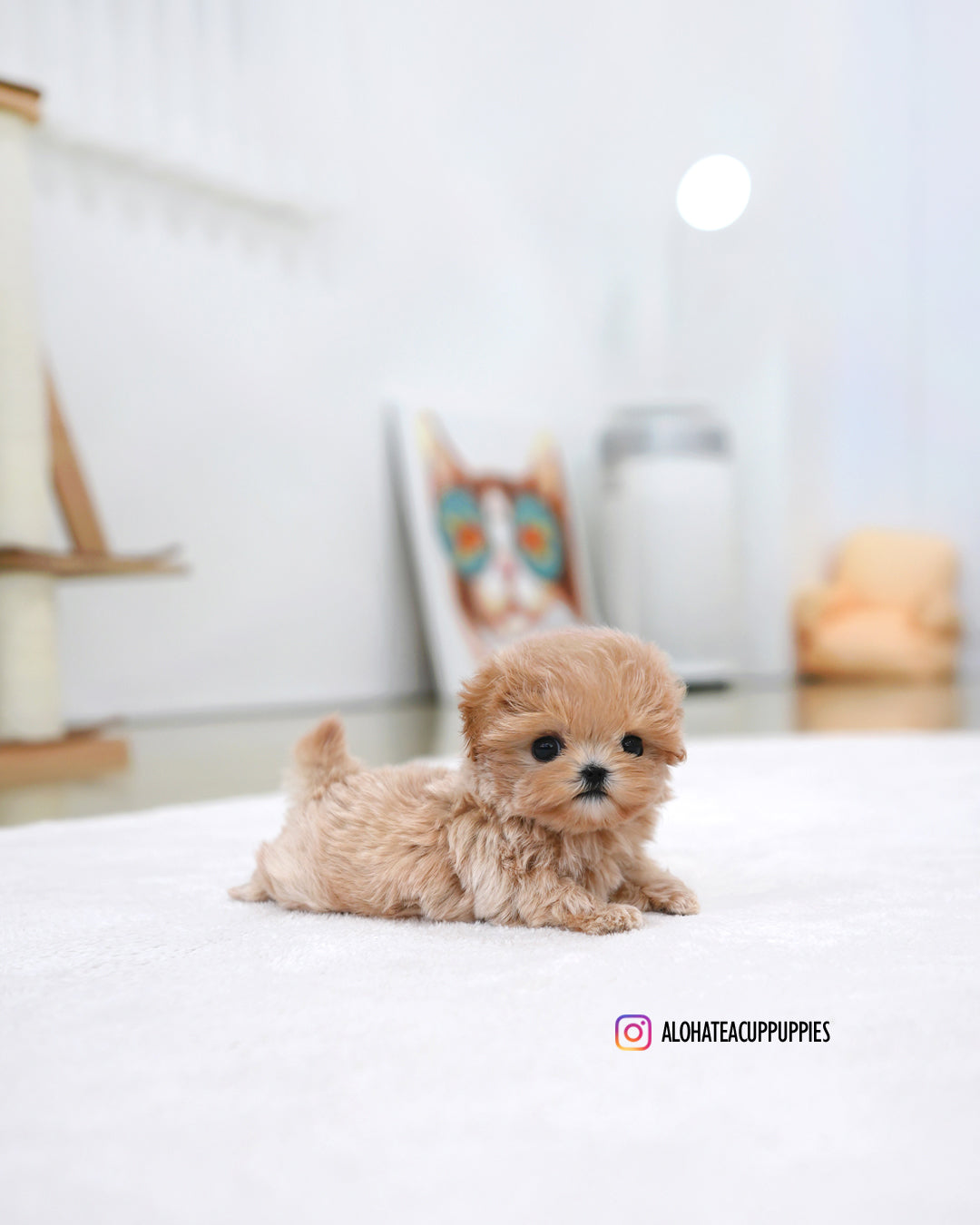 Orin [TEACUP MALTIPOO]