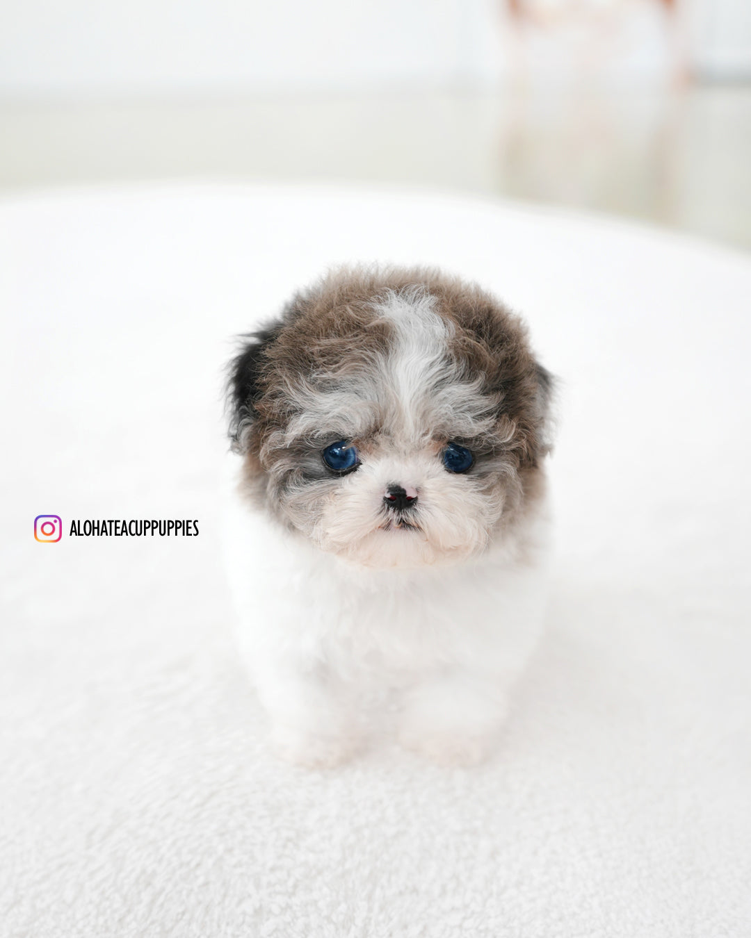 Mira [TEACUP MALTIPOO]