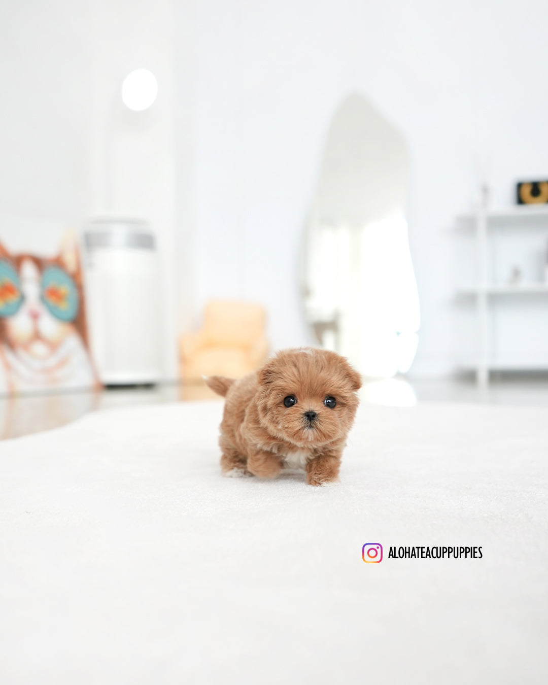 Vivian [TEACUP MALTIPOO]