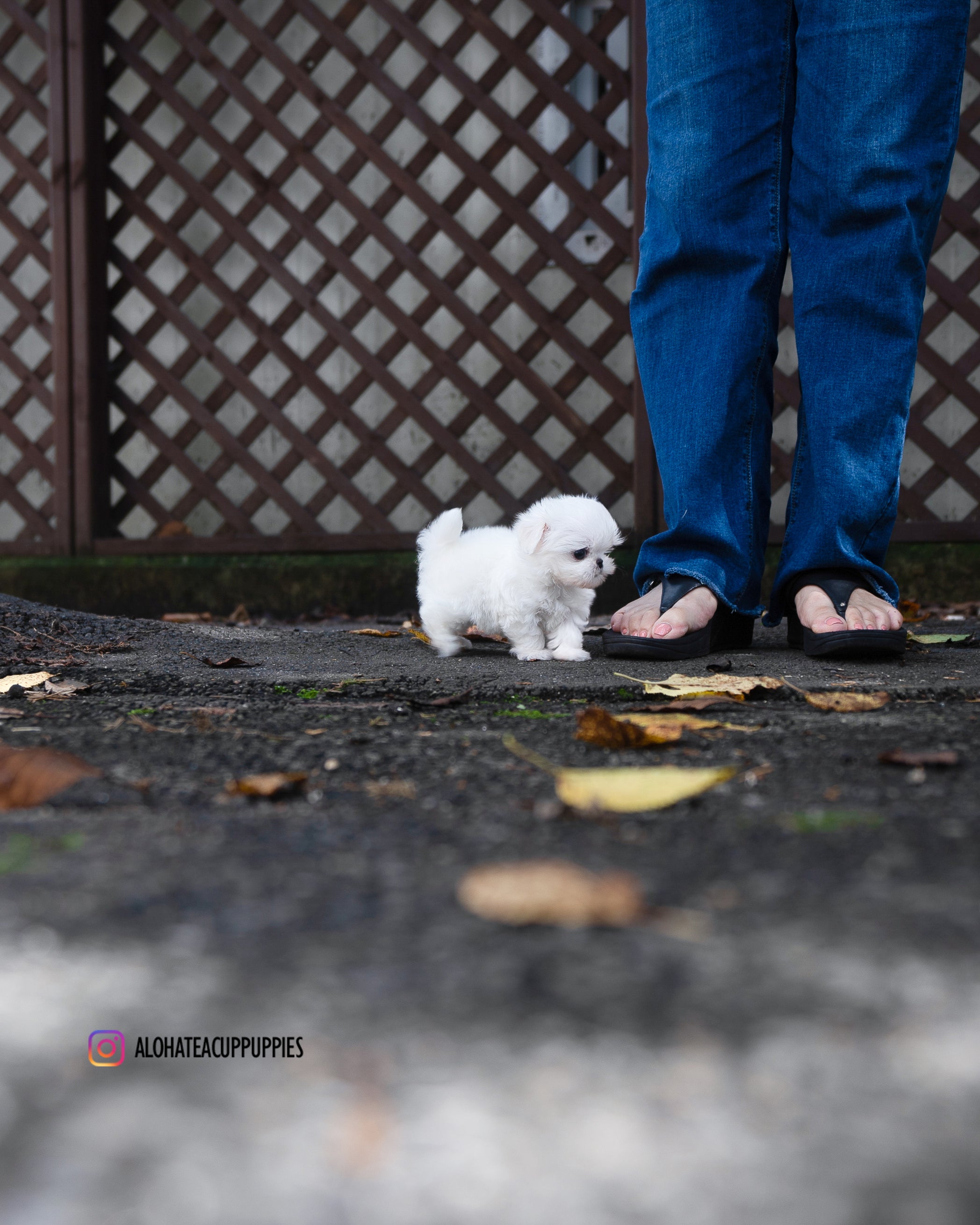 Hanna [TEACUP MALTESE]