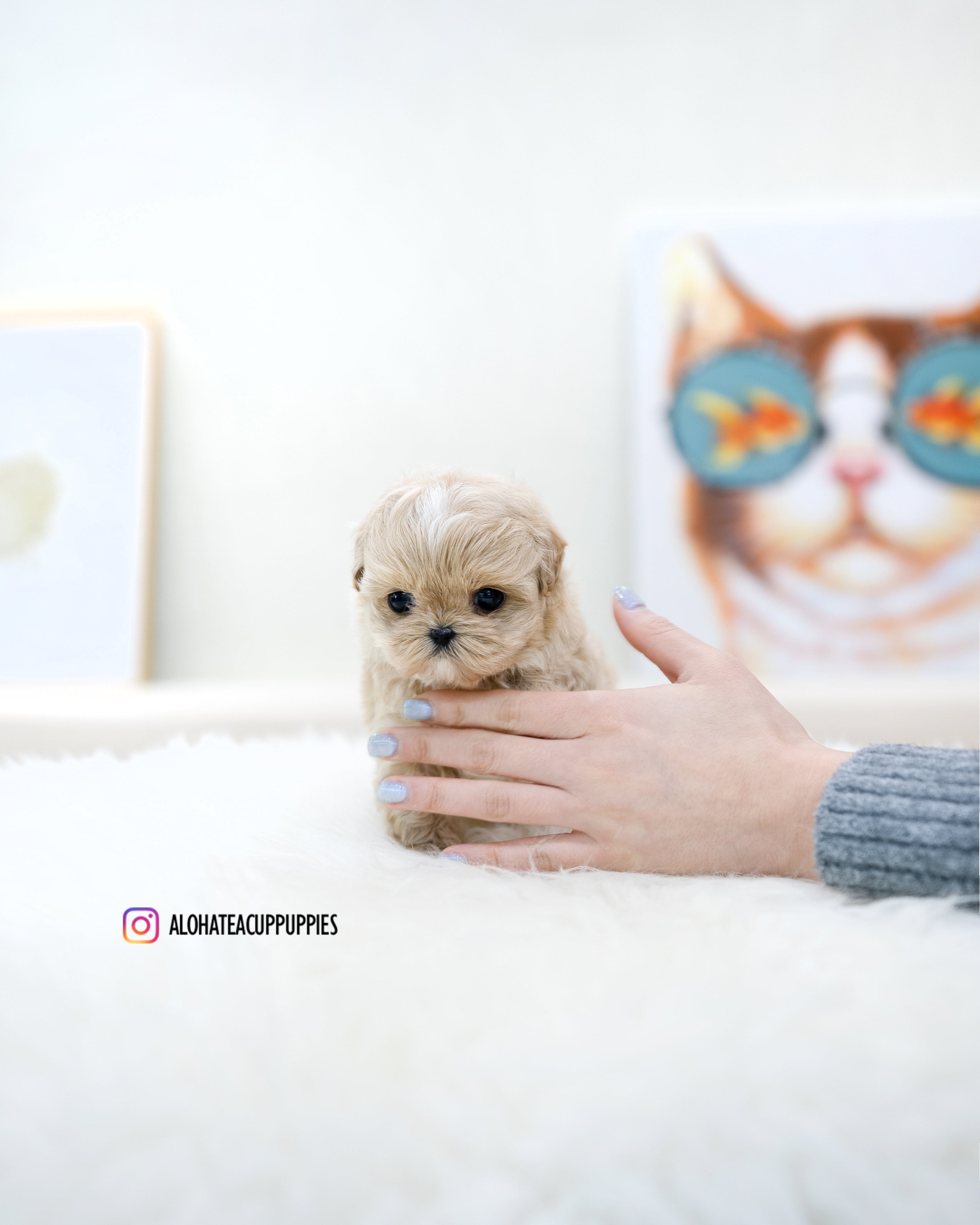 Ronnie [TEACUP MALTIPOO]
